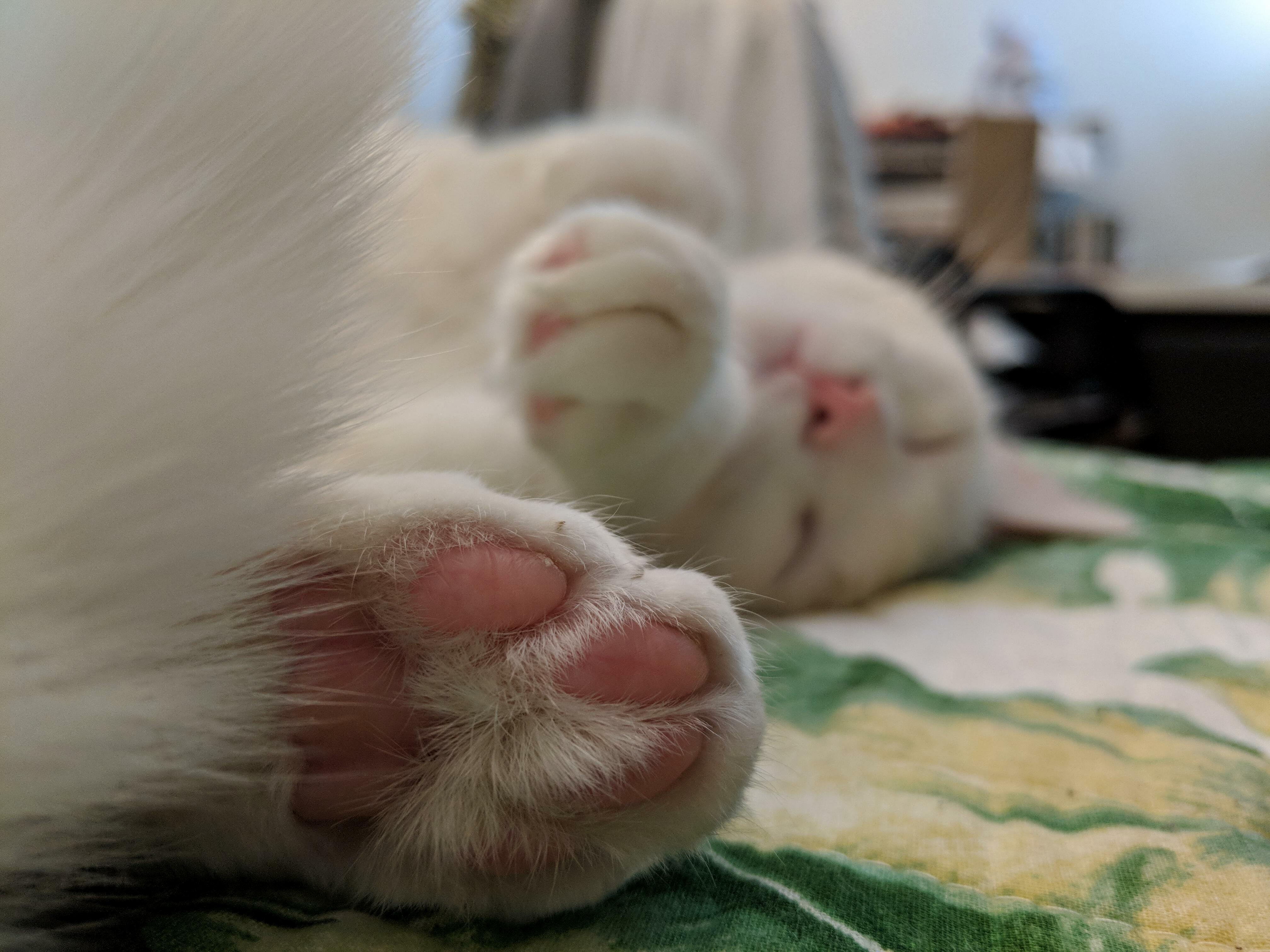 Capturing toe beans are more elusive than one may think