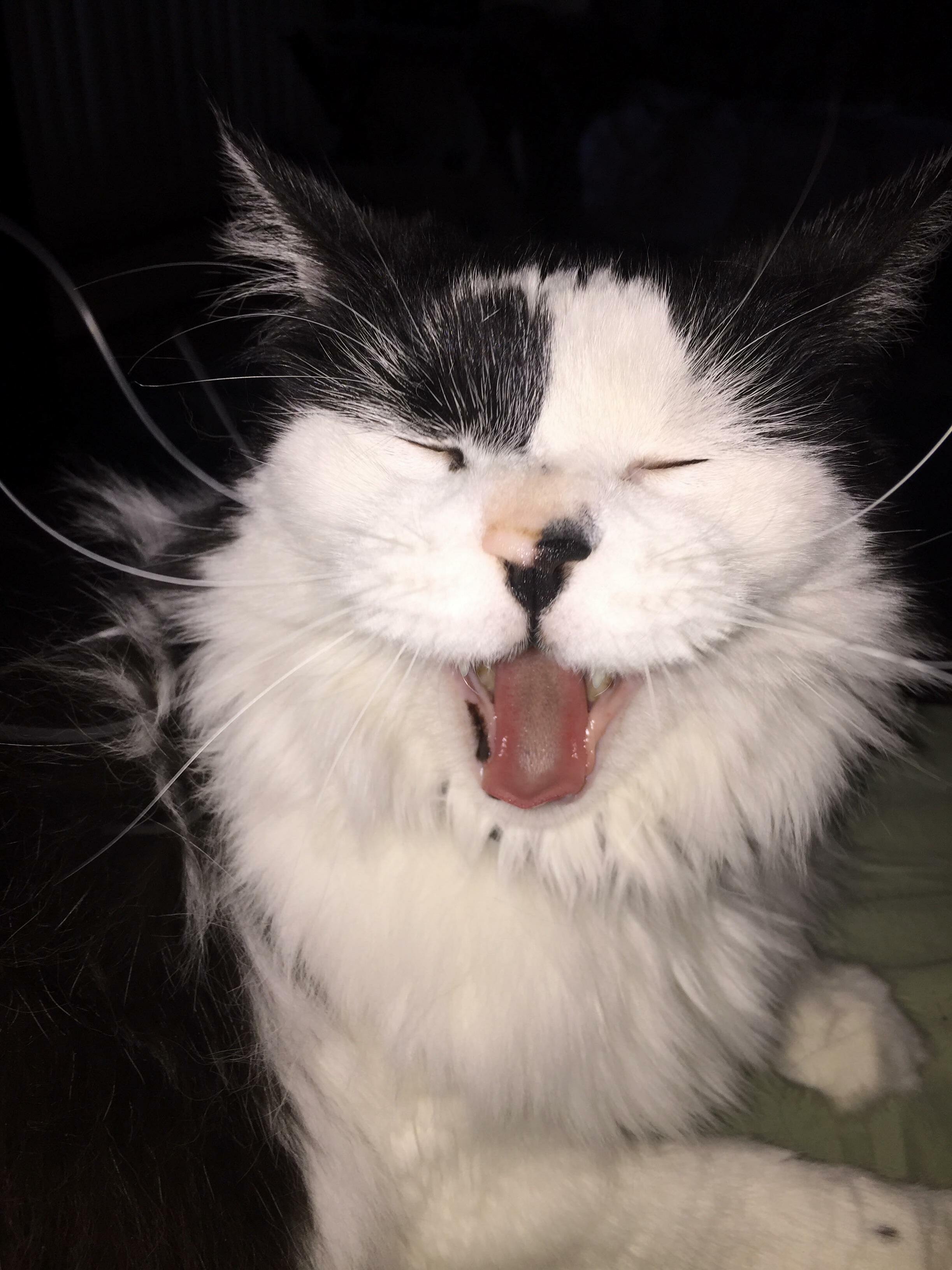 Caught him yawning! 