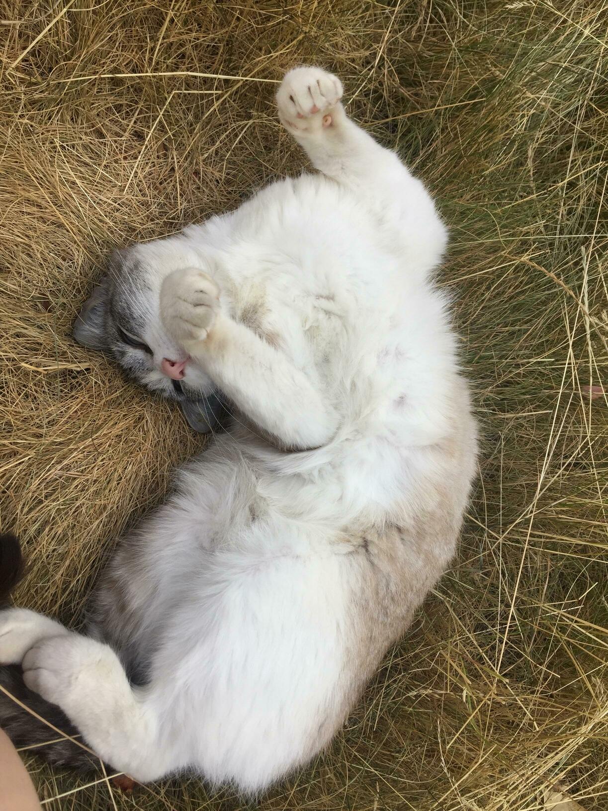 Charlie loves rolling around in grass