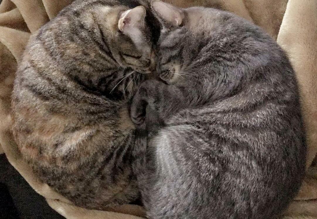 Cooper (left) and sammy (right) love to cuddle