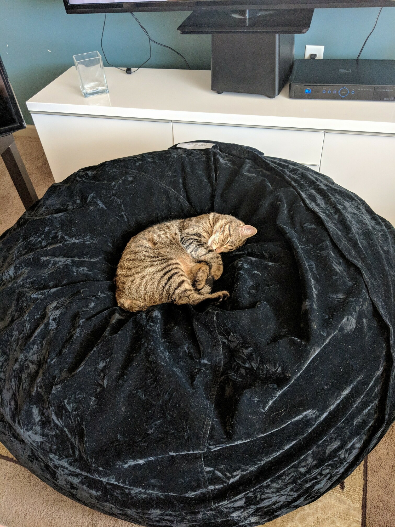 Do you guys this cat bed is big enough for him