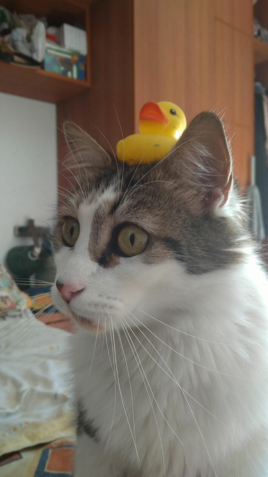 Duck controlling my cat