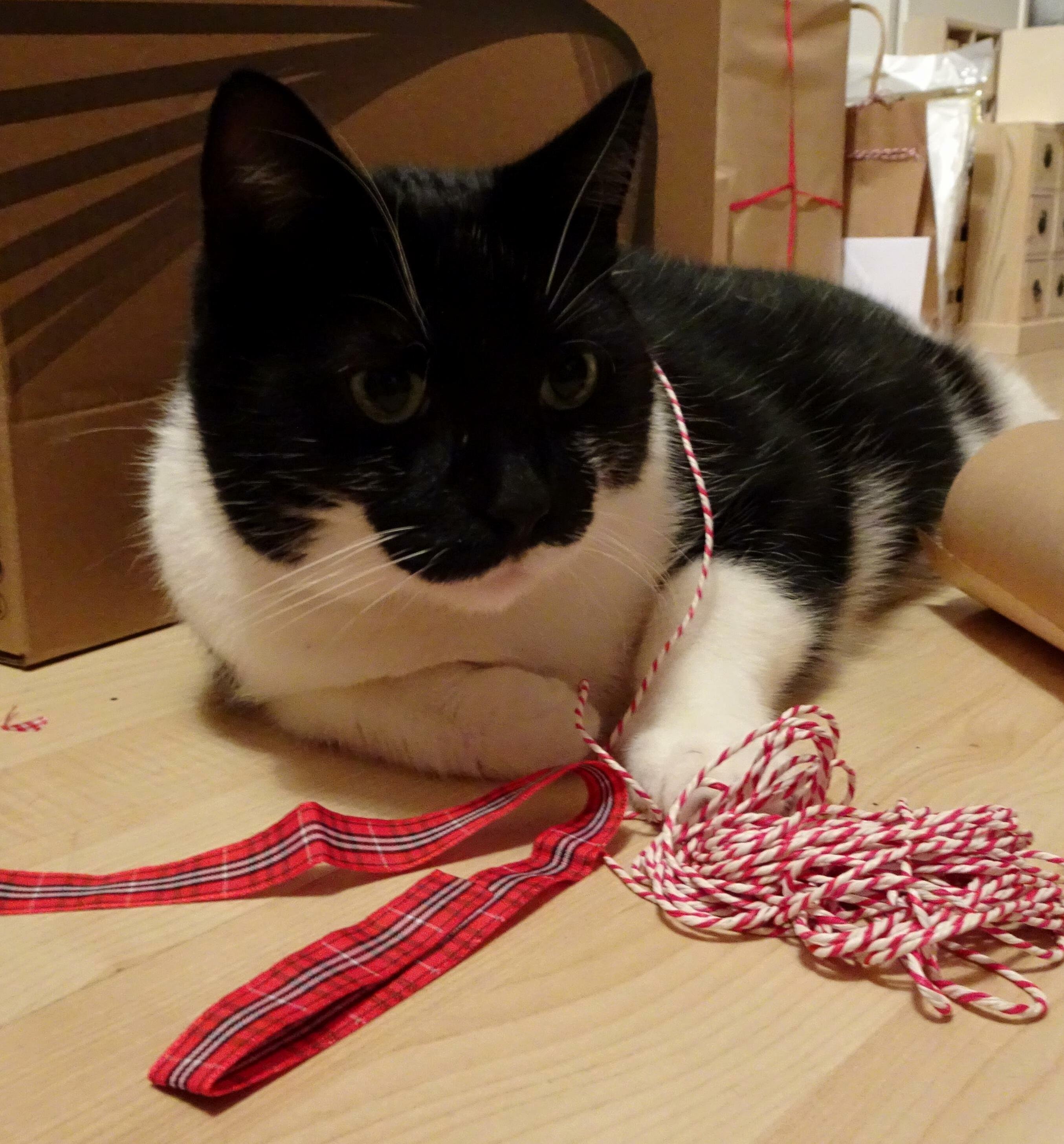 Edgar taking a break from gift wrapping