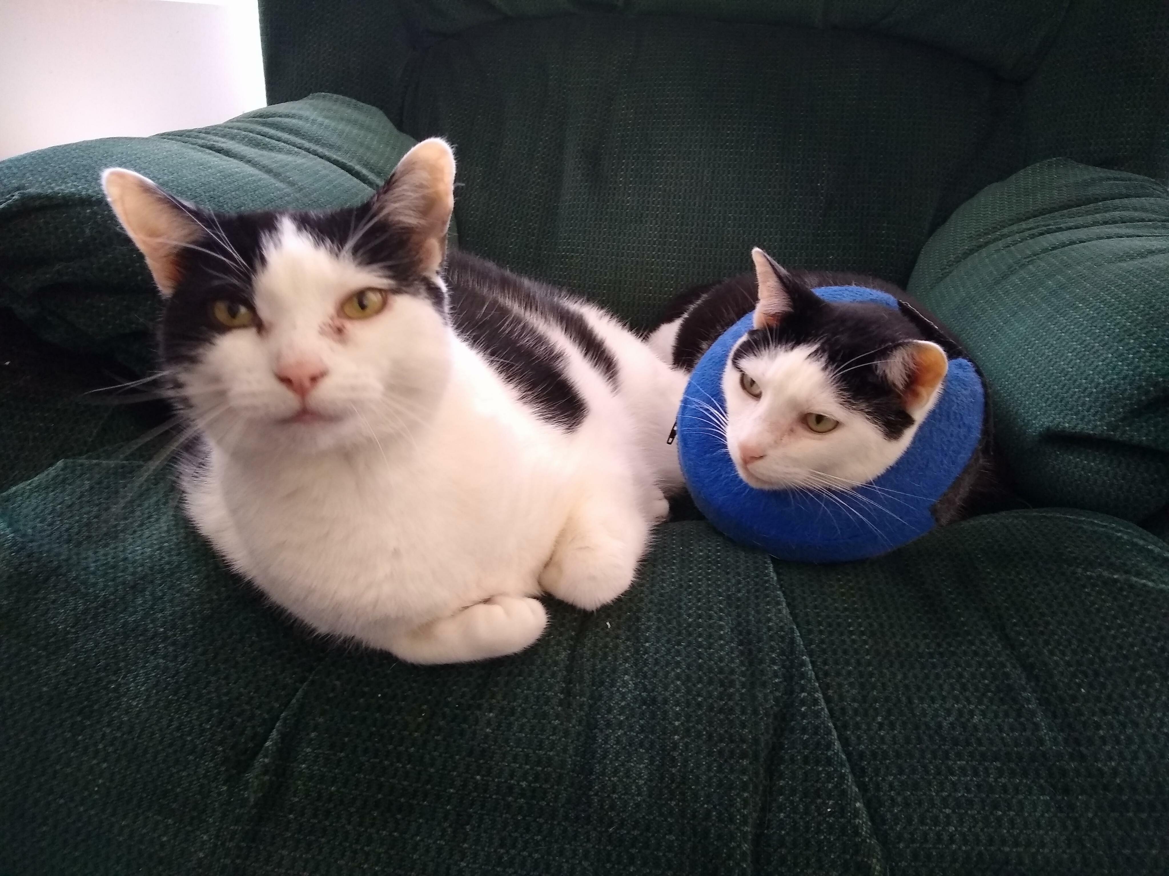 Faith couldnt stop biting her heel like a goon, so she had to go back into her anti biting collar. but luckily her sister buffy was there to help with snuggles!