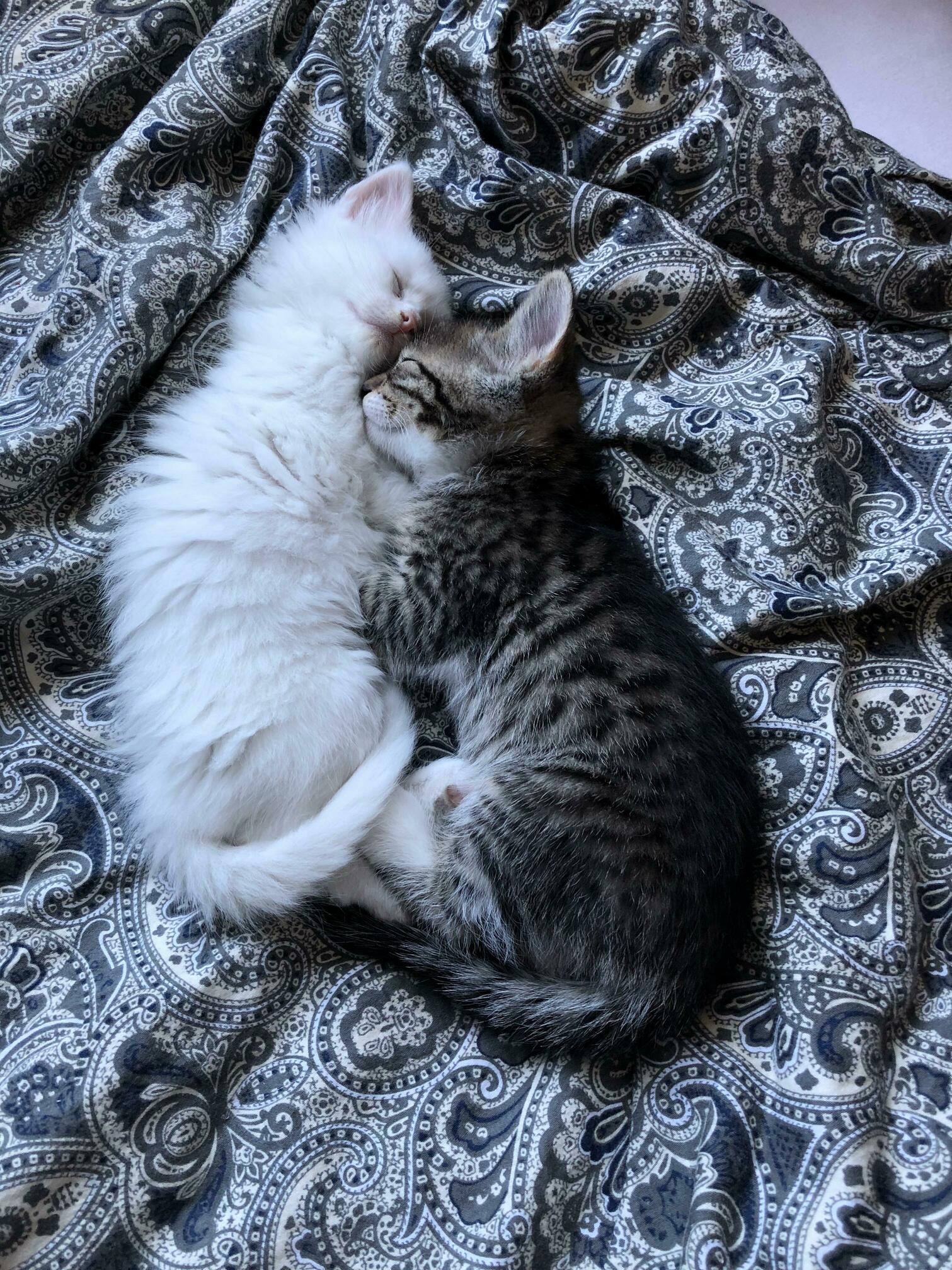 Floof and guac having a lil cuddle sesh