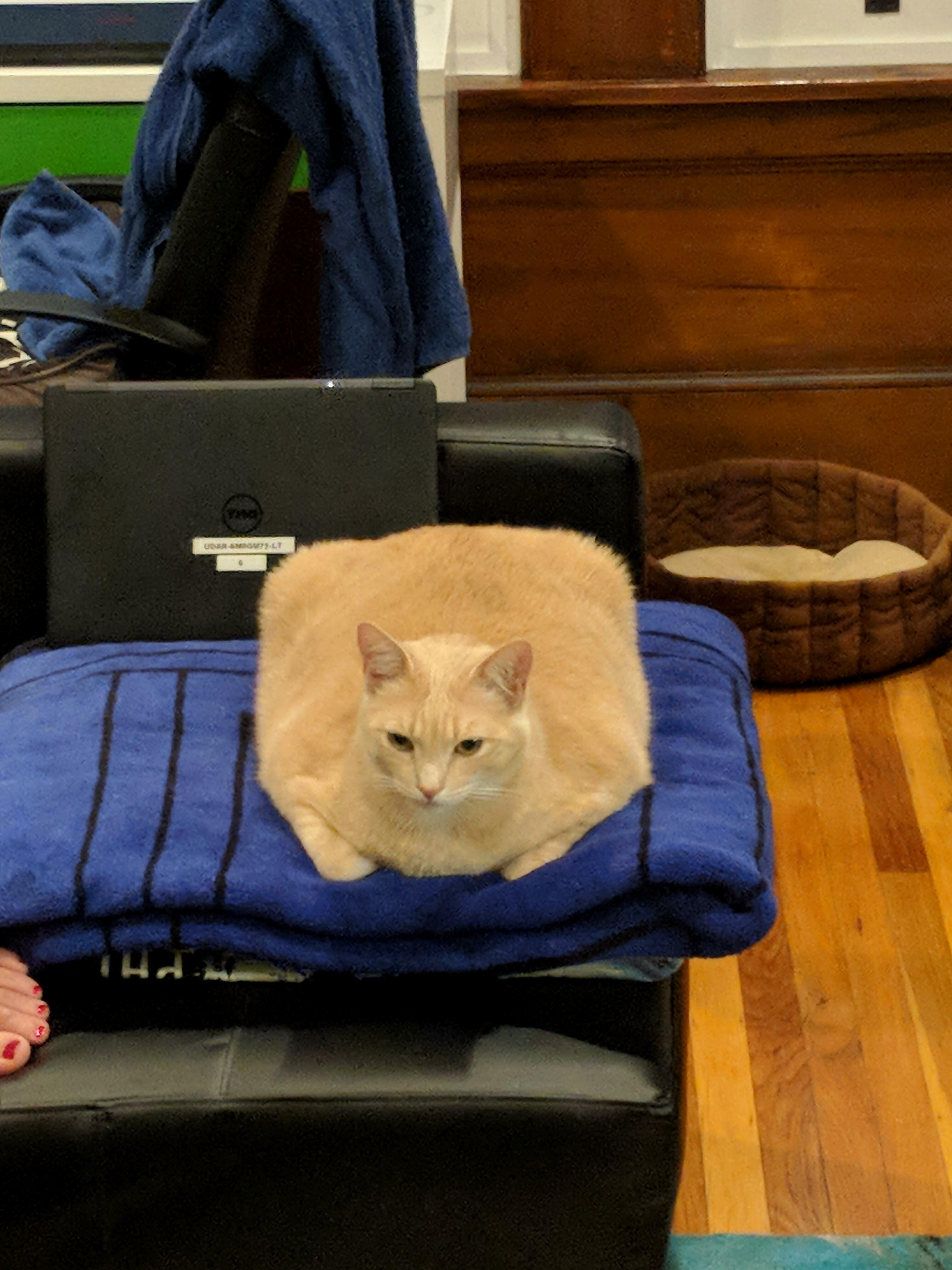 From the creators of the cat loaf, i present to you…the cat waffle