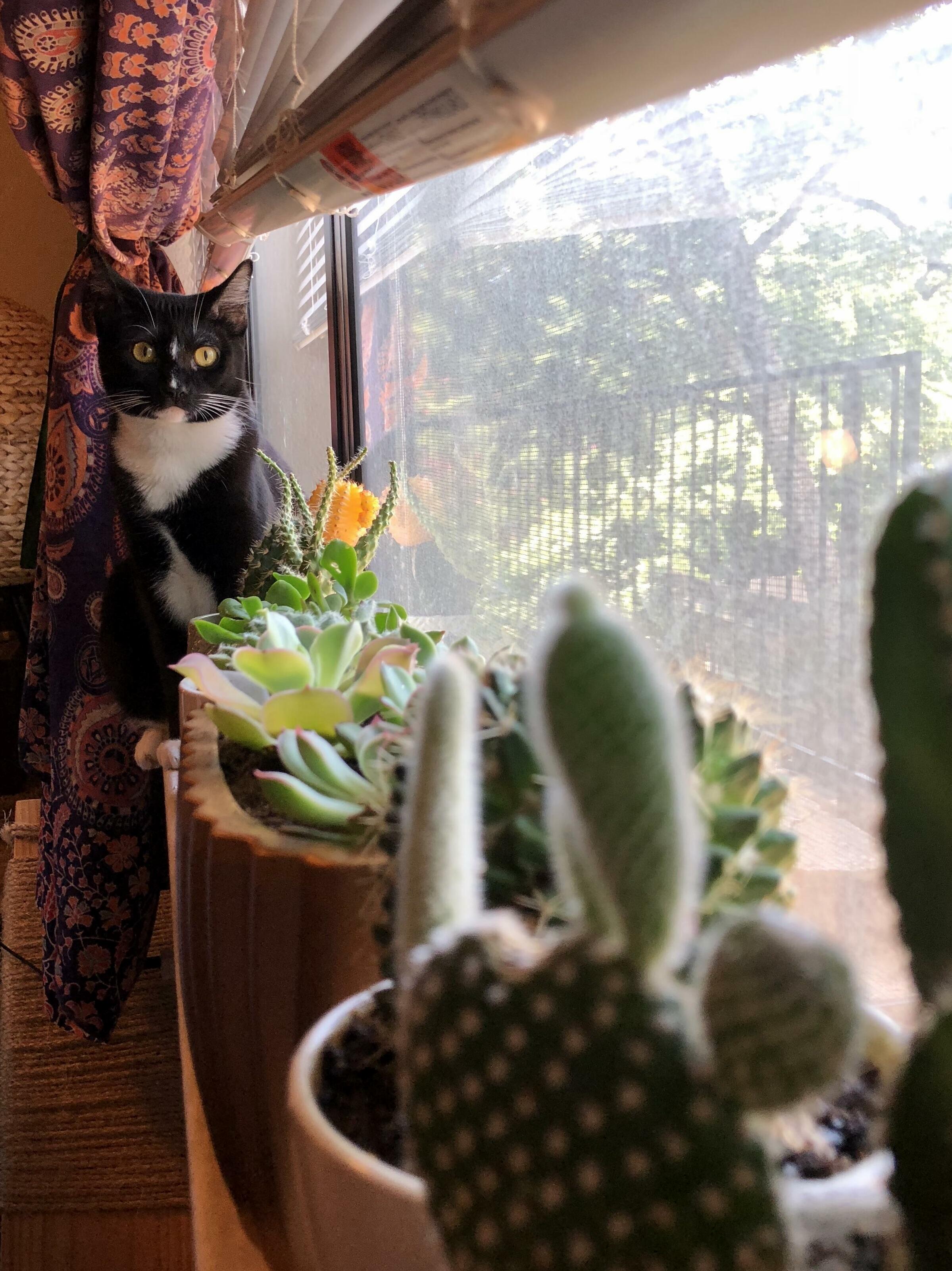 Her face every time a new plant is added to her windowsill