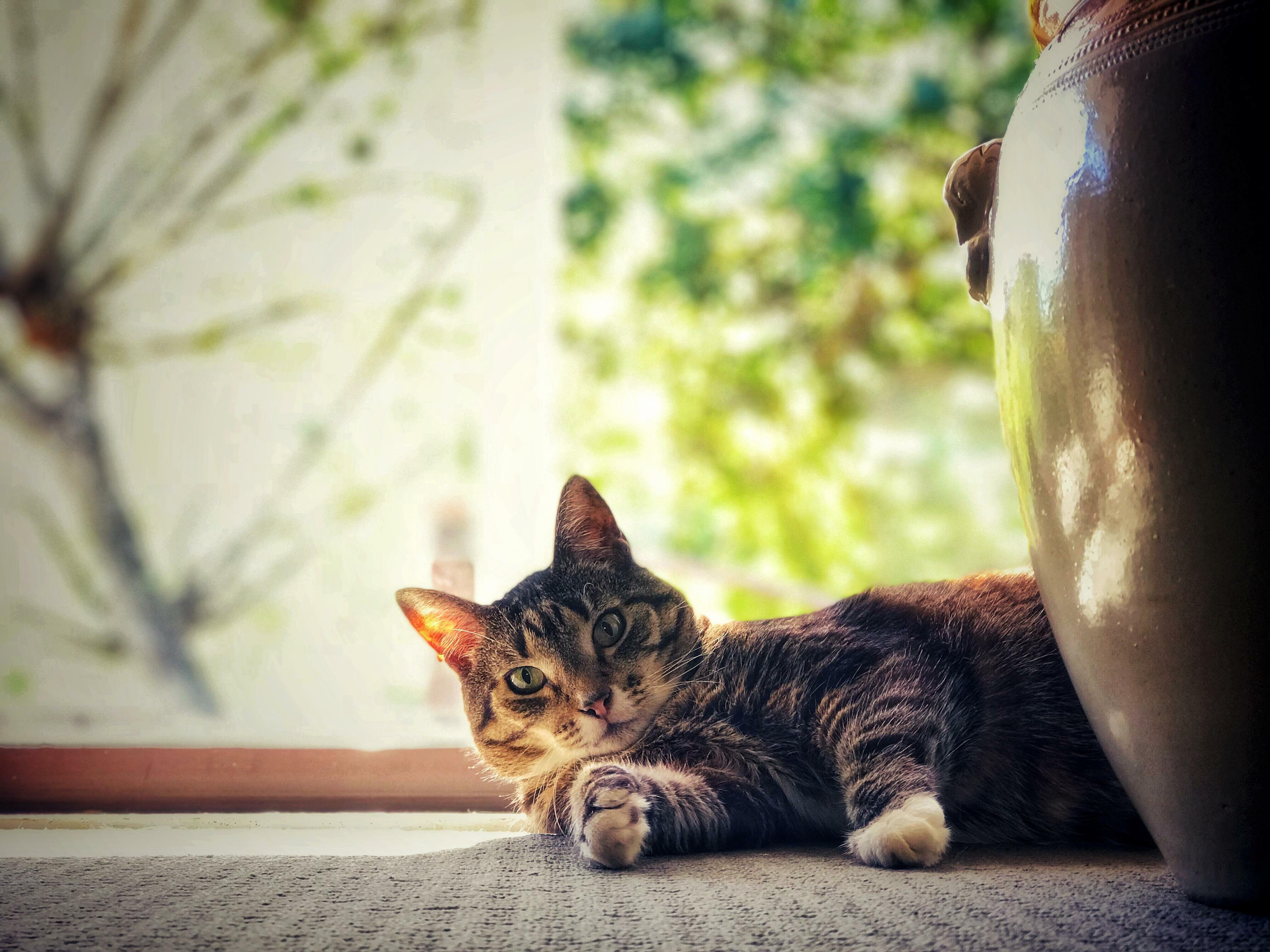 Here s looking at you. Cute cats HQ Pictures of cute cats and