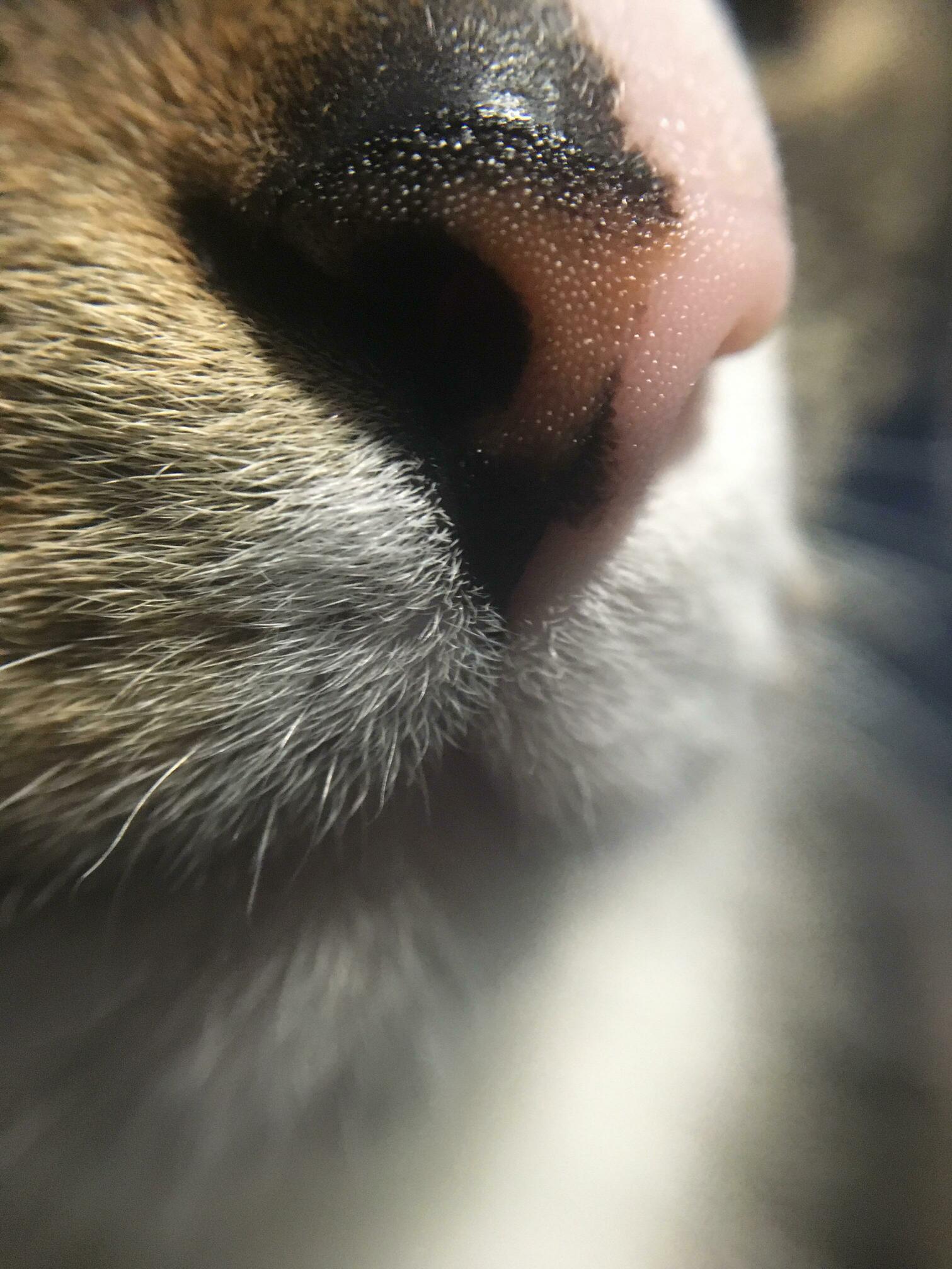 How do you all feel about noses