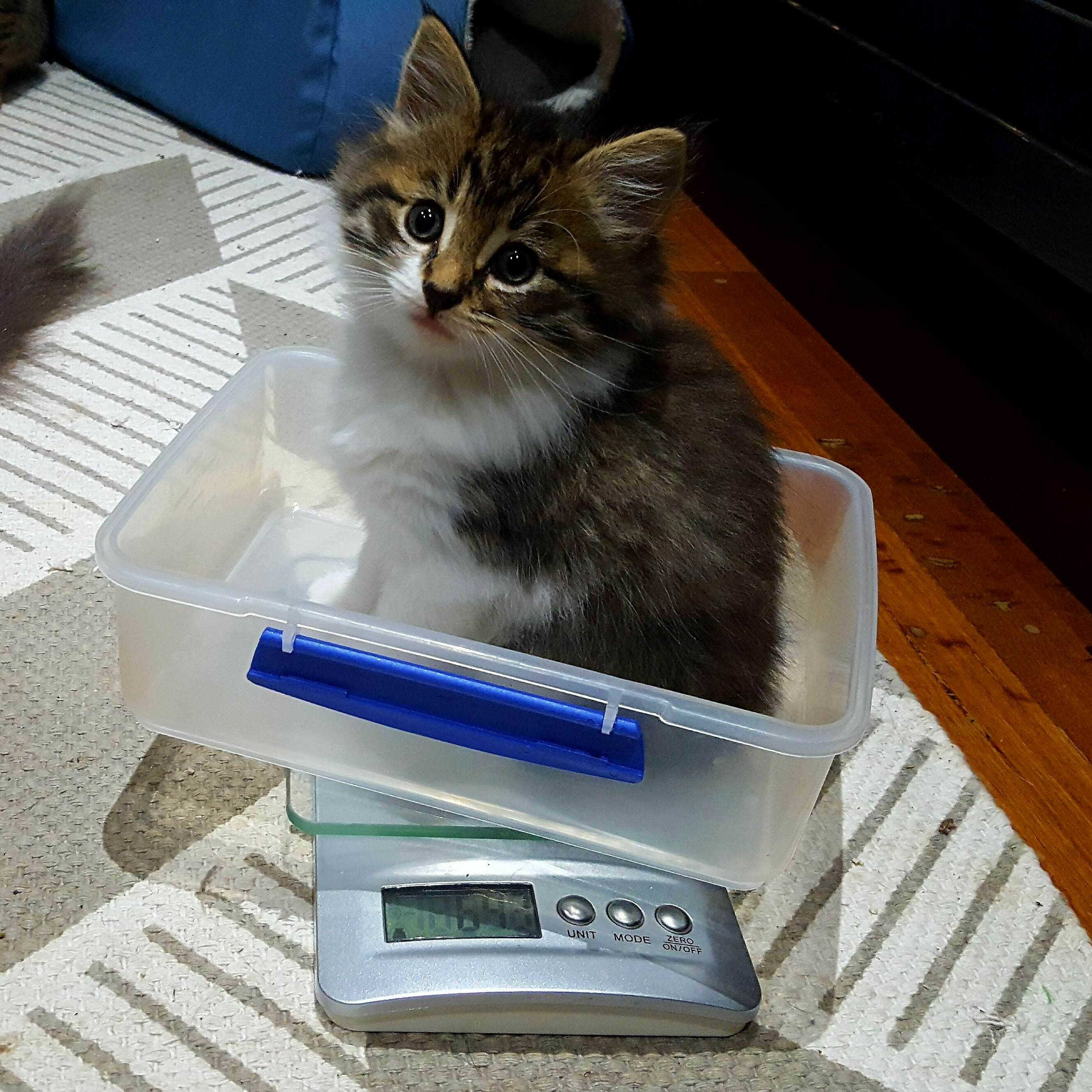 How to weigh a foster kitty