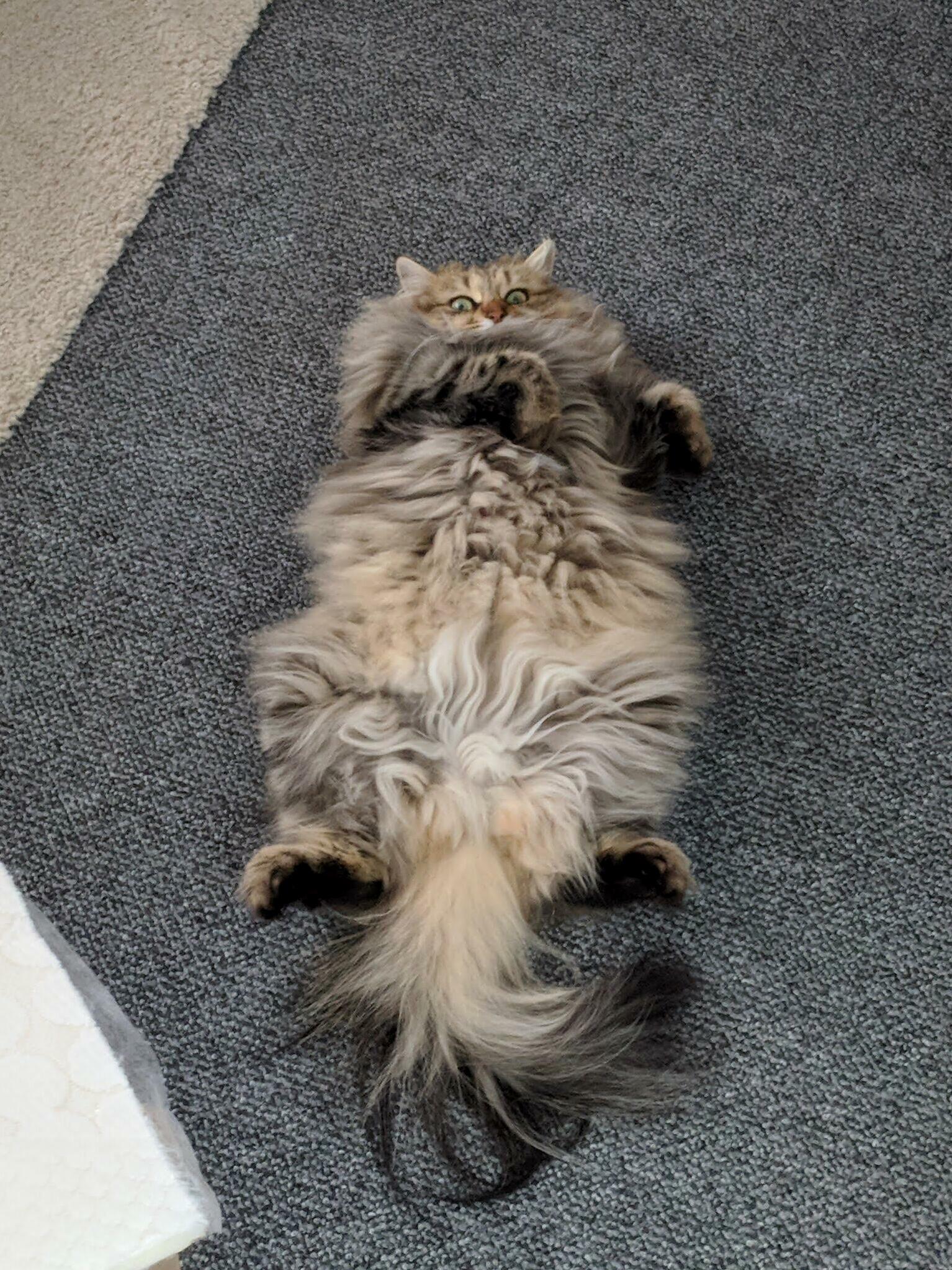 Human removes fluff from carpet – ivy puts fluff back!