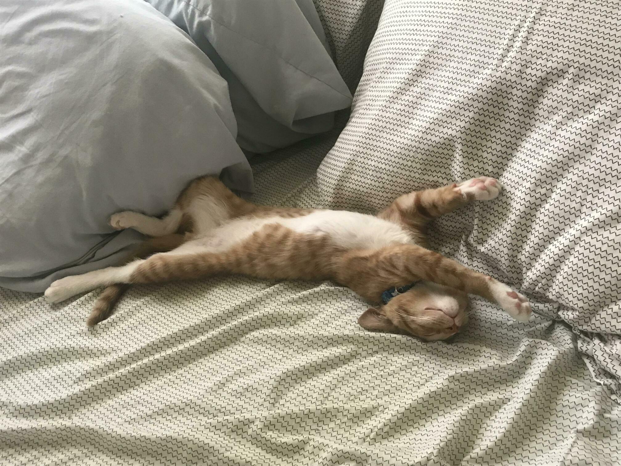 I think its safe to say my new kitten is enjoying his forever home