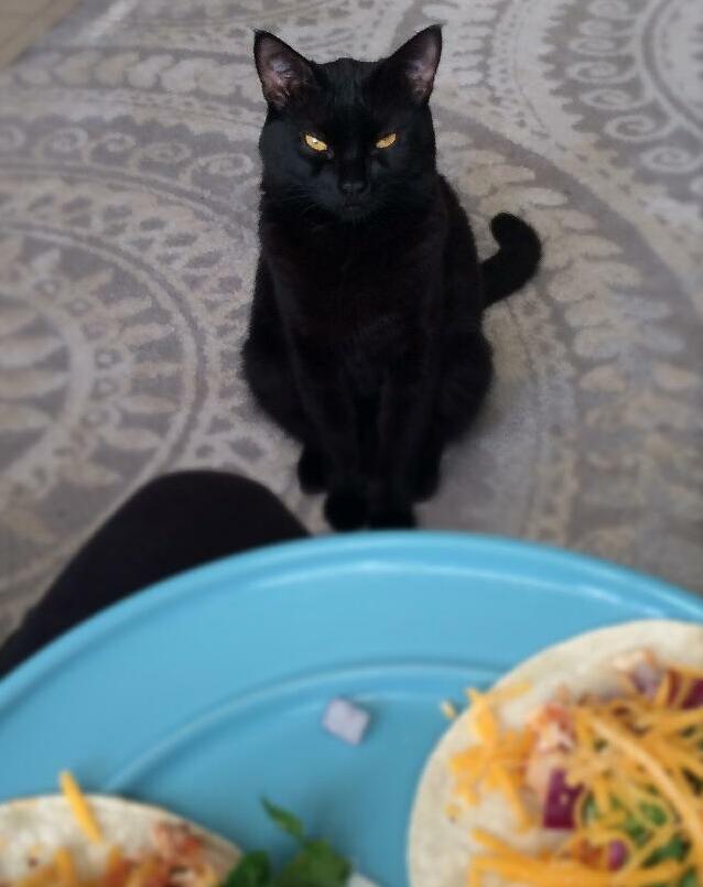 If he stares into my soul long enough he thinks hell get a taco. hes usually right.