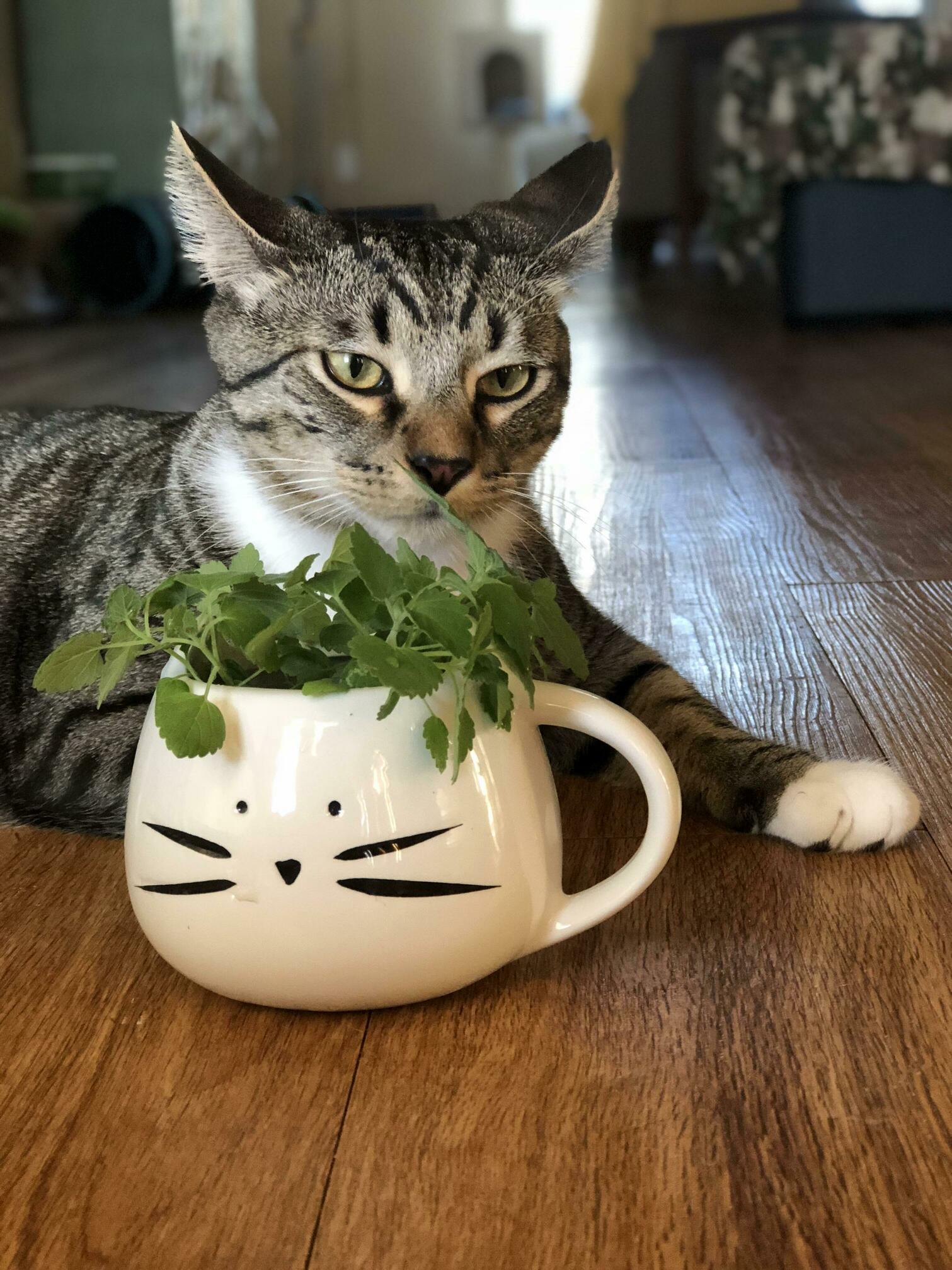 Just a cat chilling with his nip.