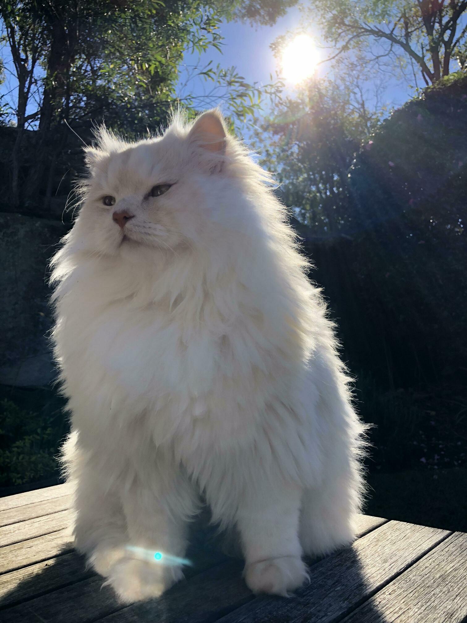 Looking after majestic mac, while her humans are away