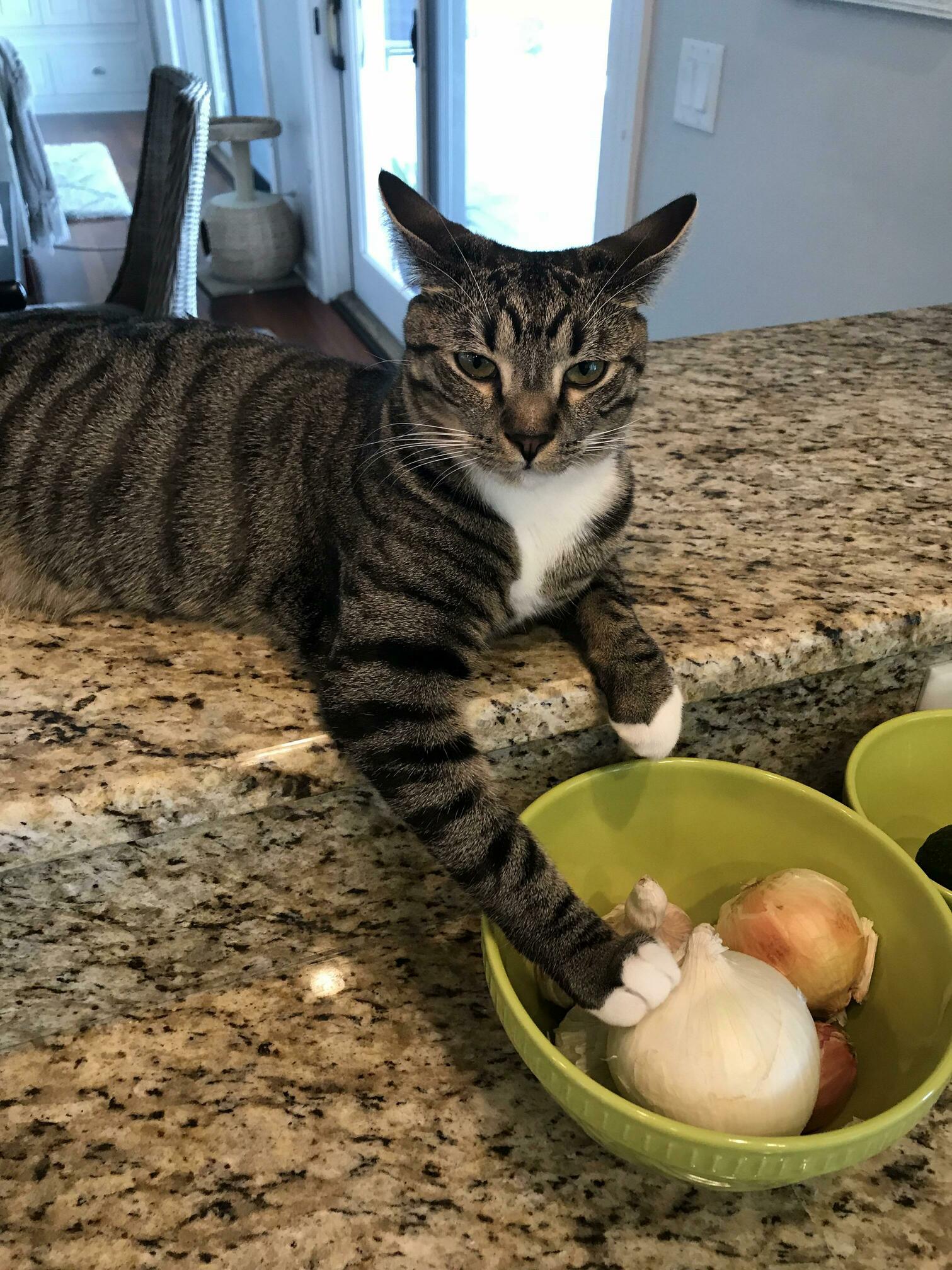 Meet berry, guardian of onions