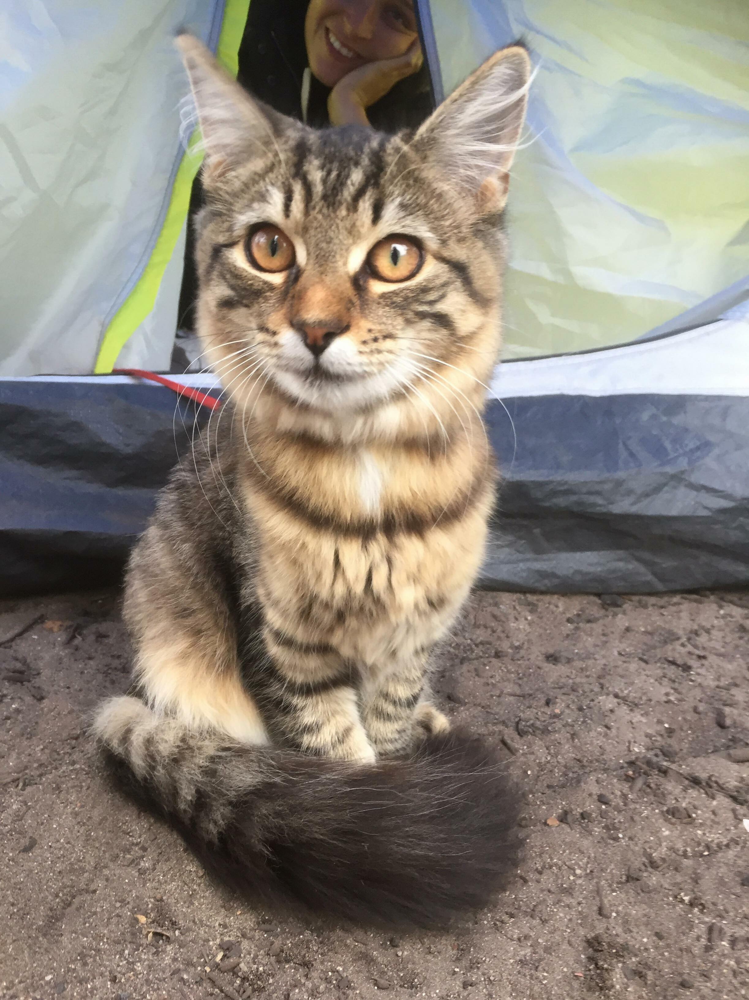 Meet dusty, our rescue feral from south australia. she needs your help