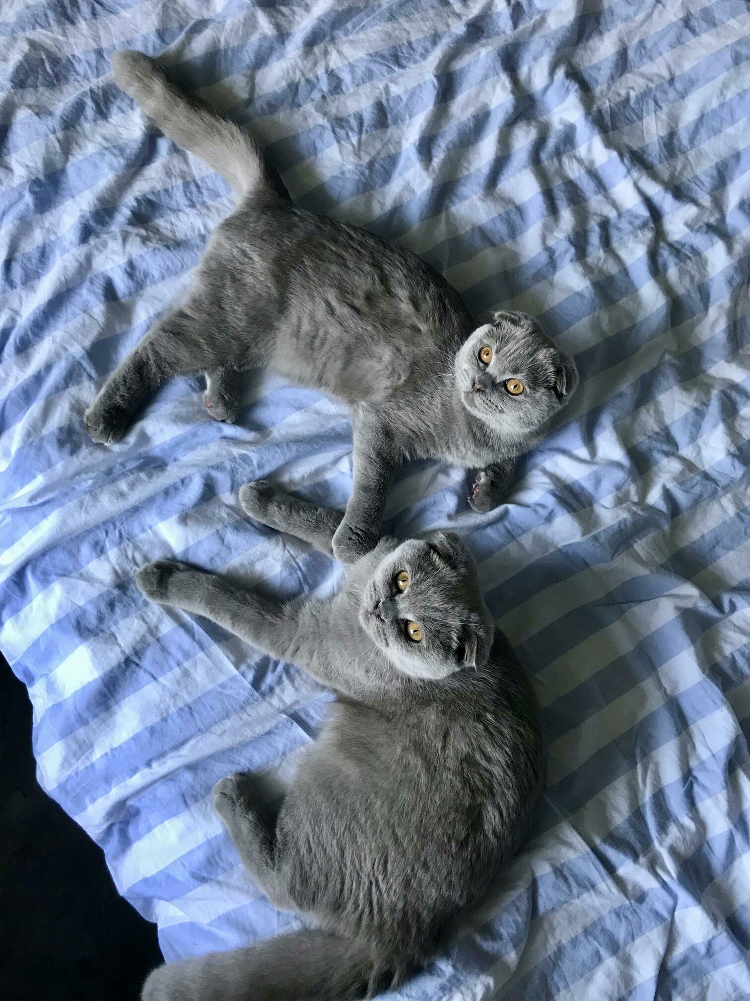 Meet our two floofballs, north and nena