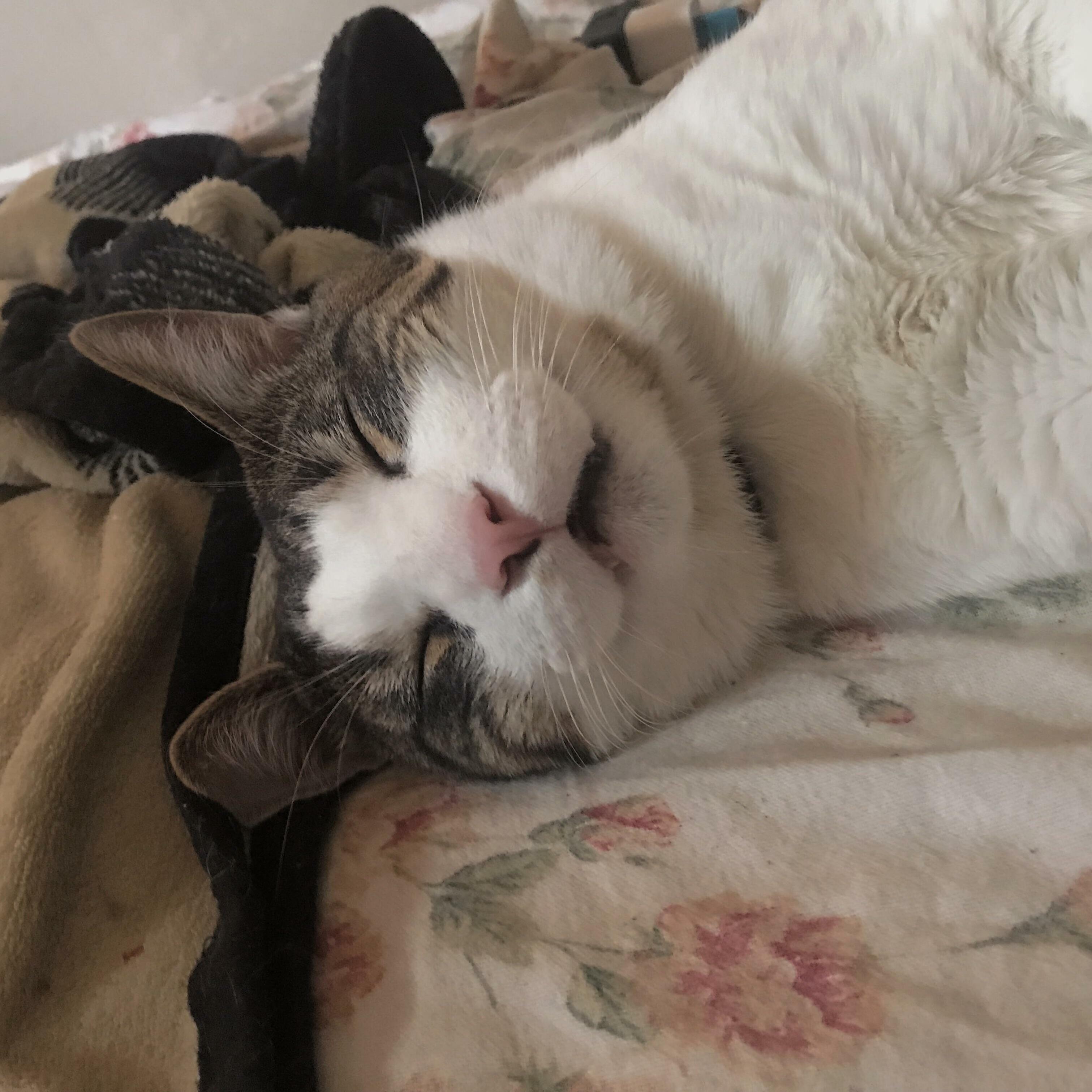 Milk, my shelter baby, used to be a stray who was aggressive. now he is the sweetest, happiest boy. he even smiles in his sleep!