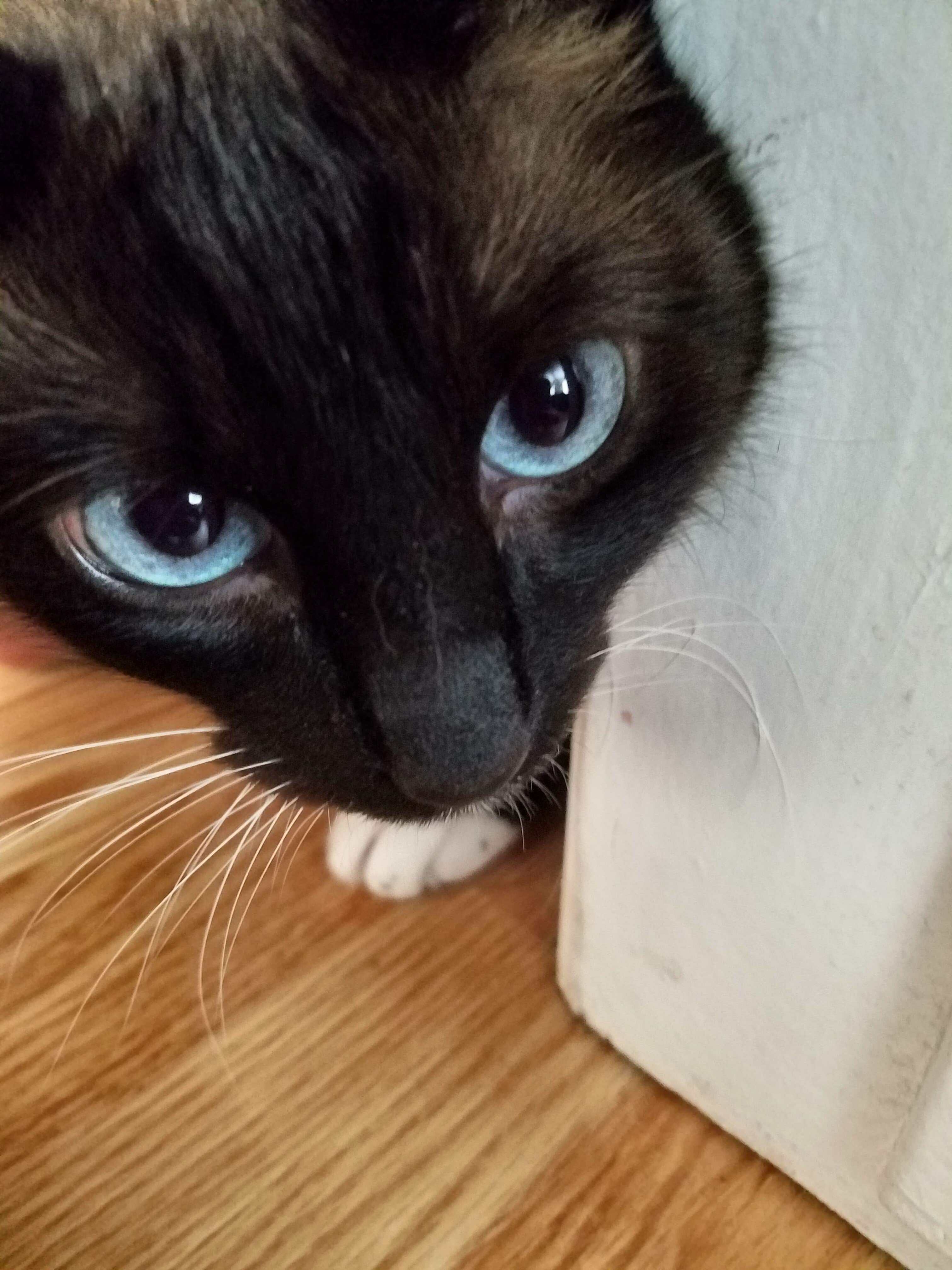 Motley (seal pt siamese) has the most beautiful eyes (