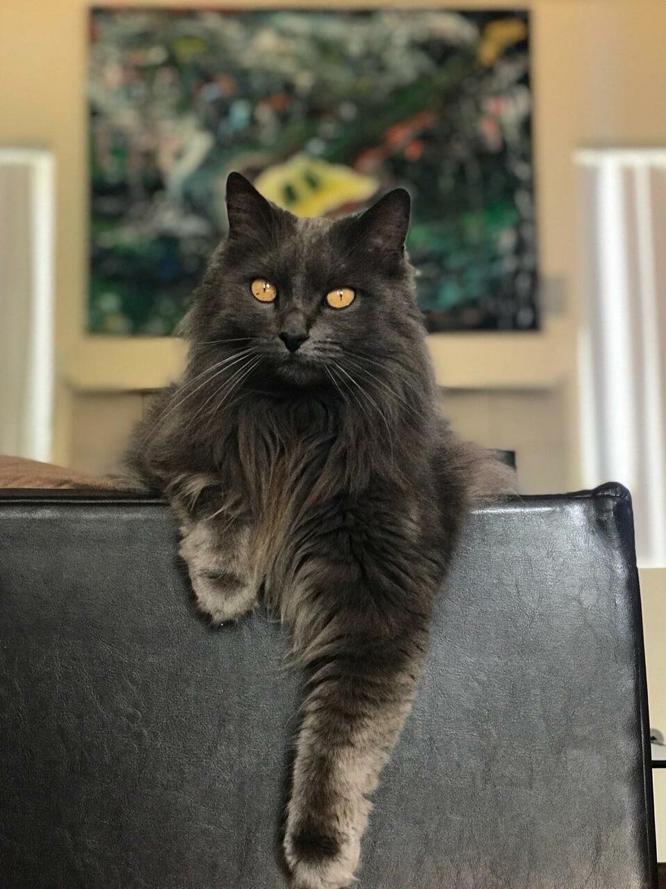 My cat jasper looking majestic