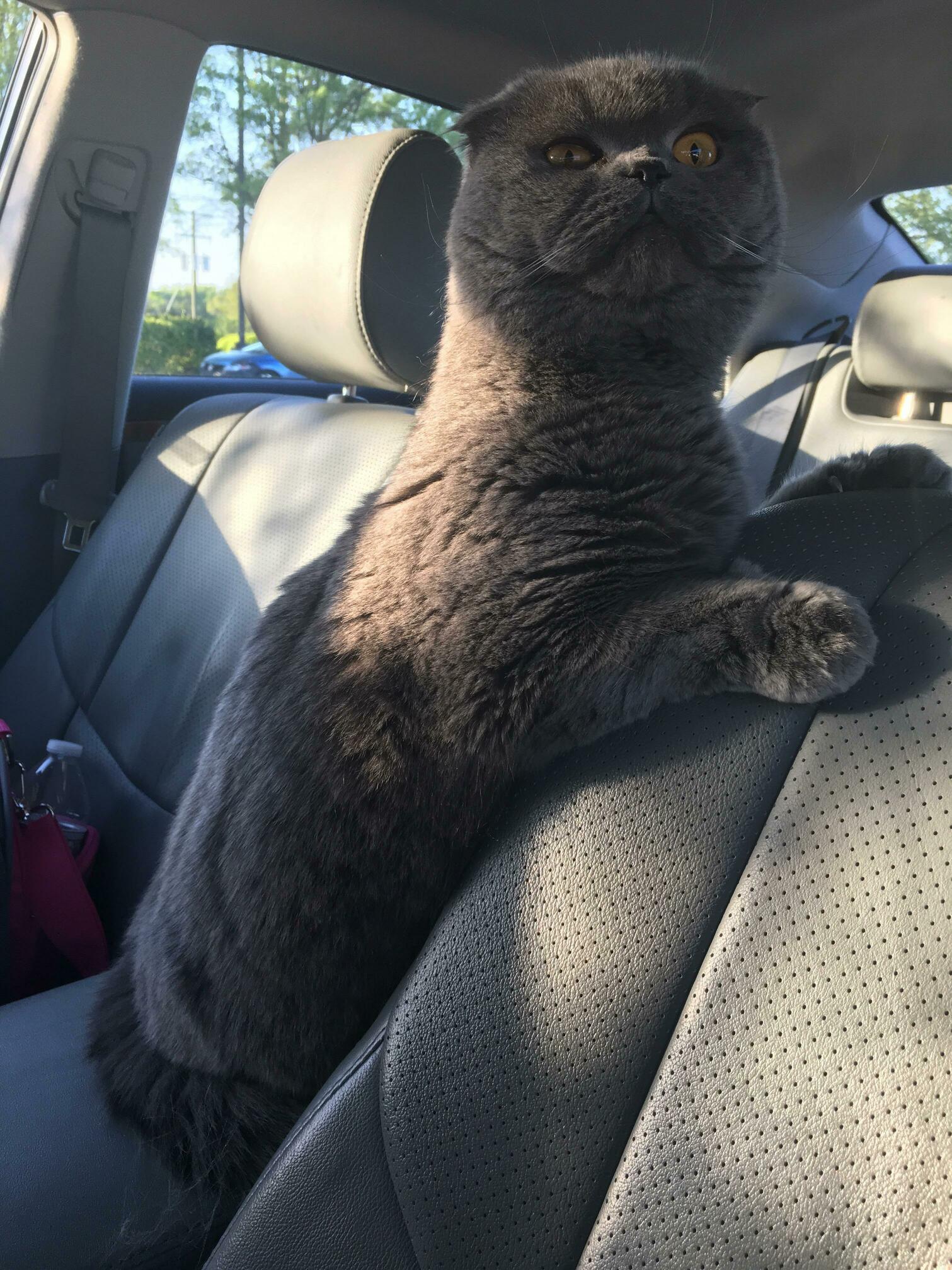 My cat loves to ride in the car. she is the best co pilot because she gives disapproving glares to other drivers so i can focus on the road.