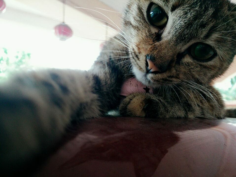 My friends cat taking a selfie