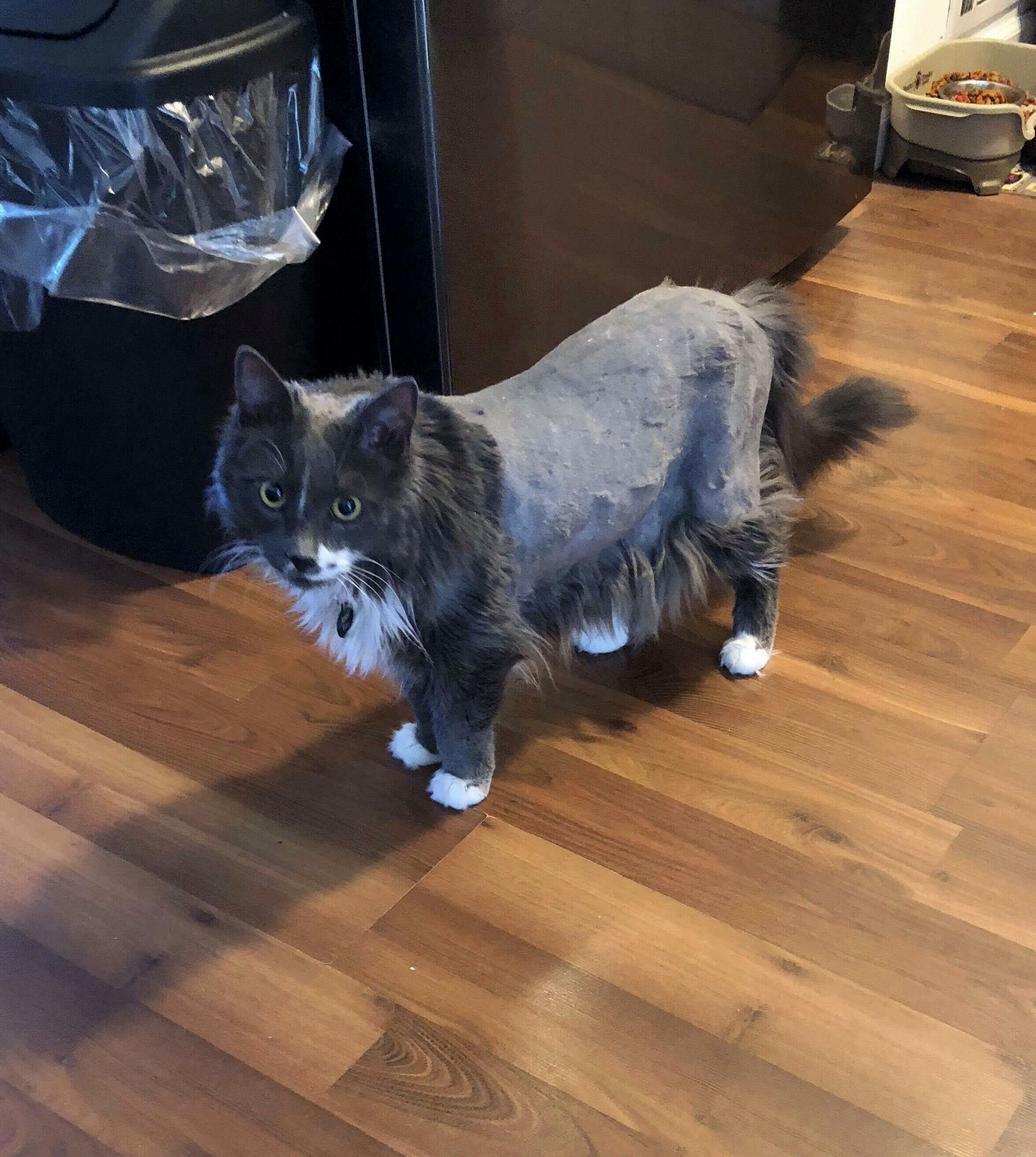 My parents shaved their cat and i cant stop laughing