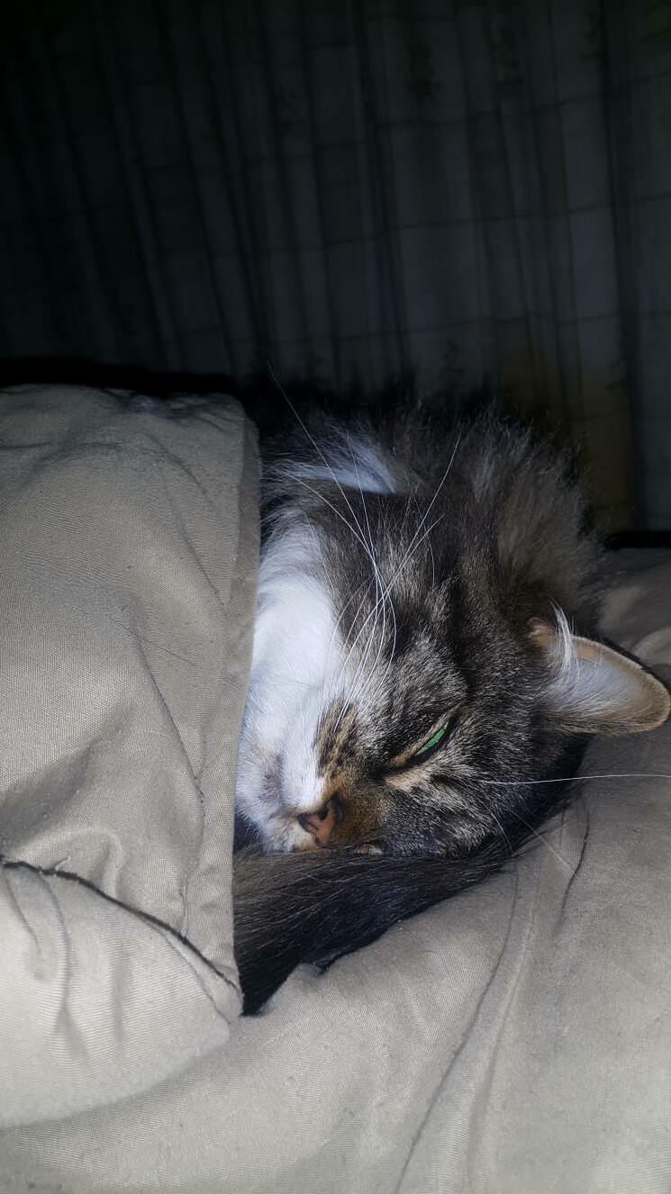 My precious maine coon, ruby, all tucked in on a cold winters night.
