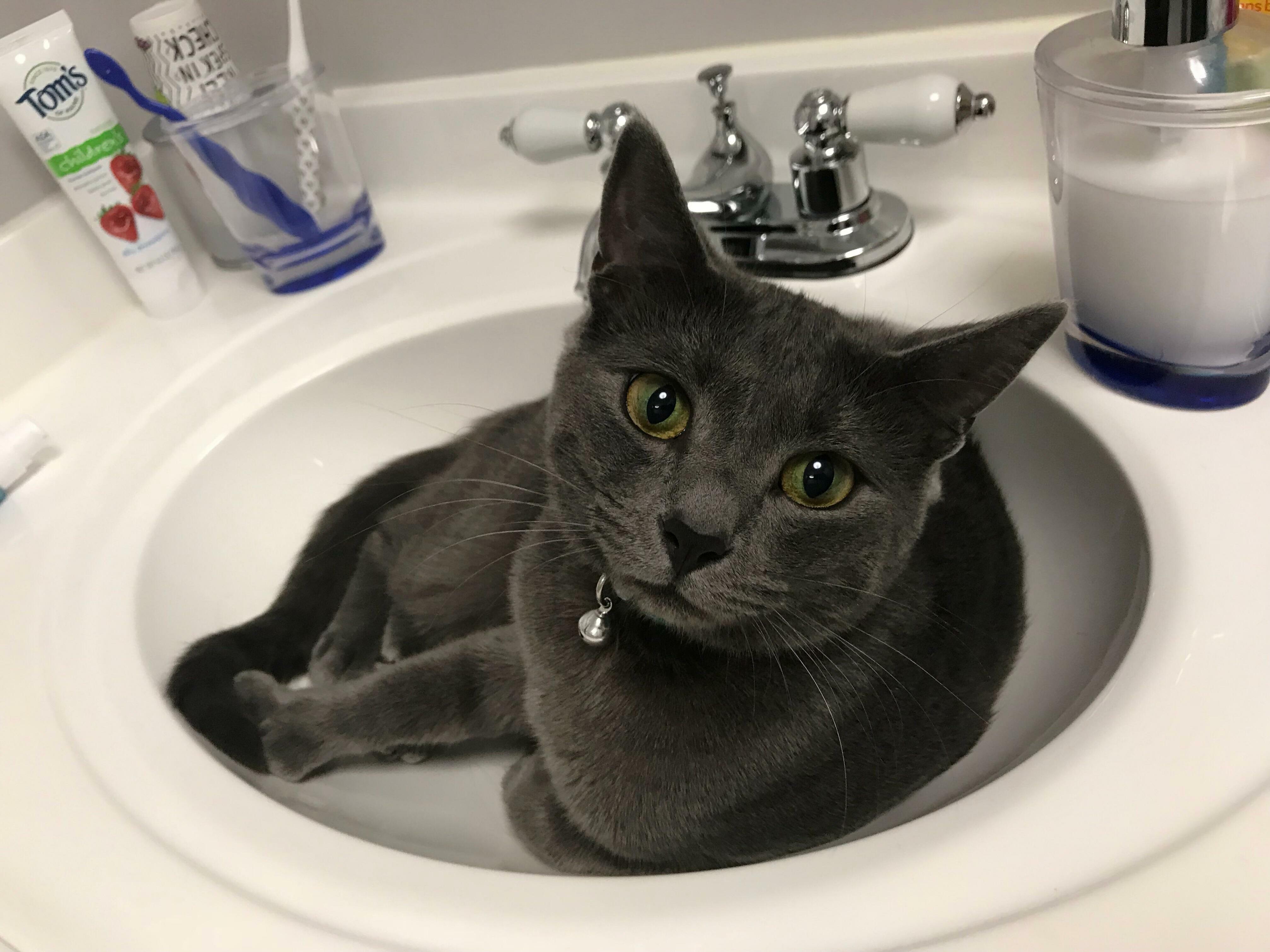 One of his favorite places is the bathroom sink