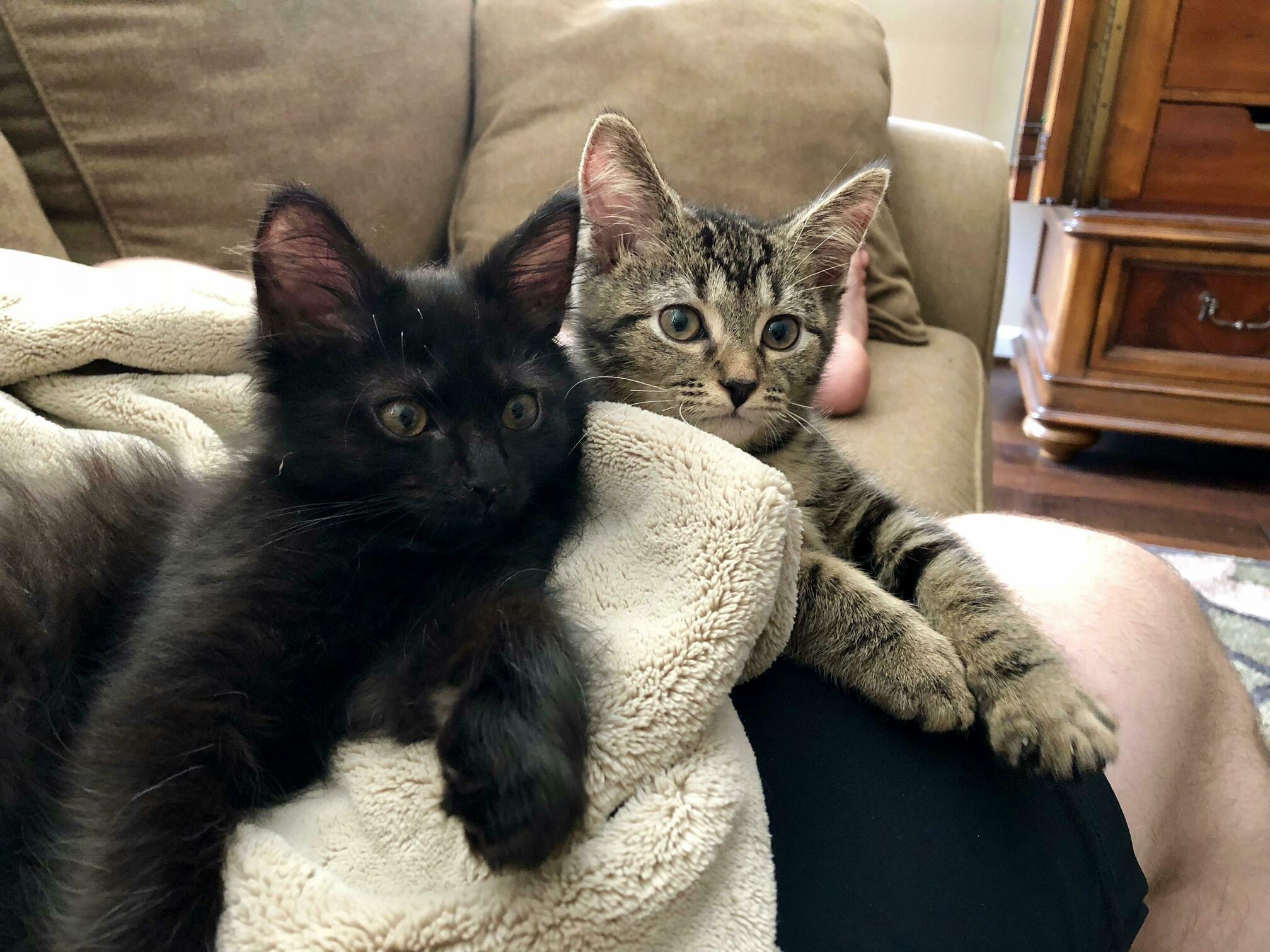 Our new kittens, sam and dean