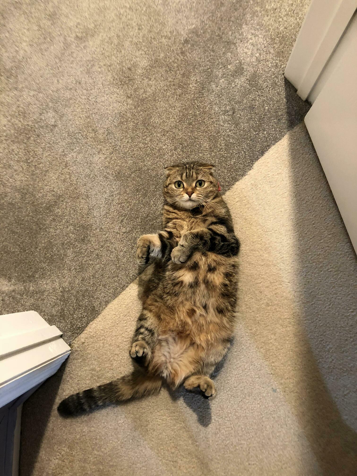 Please dont touch my belly while im exposed!