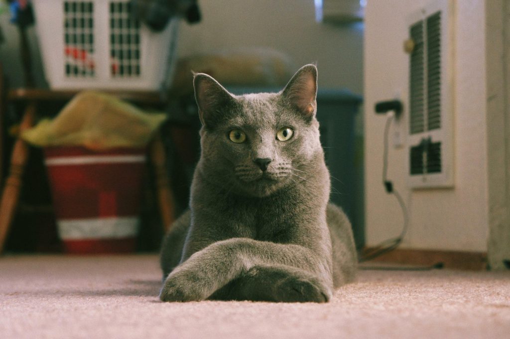 This Is My 2 Month Old Kitten Guessing He Was The Runt Of The Litter