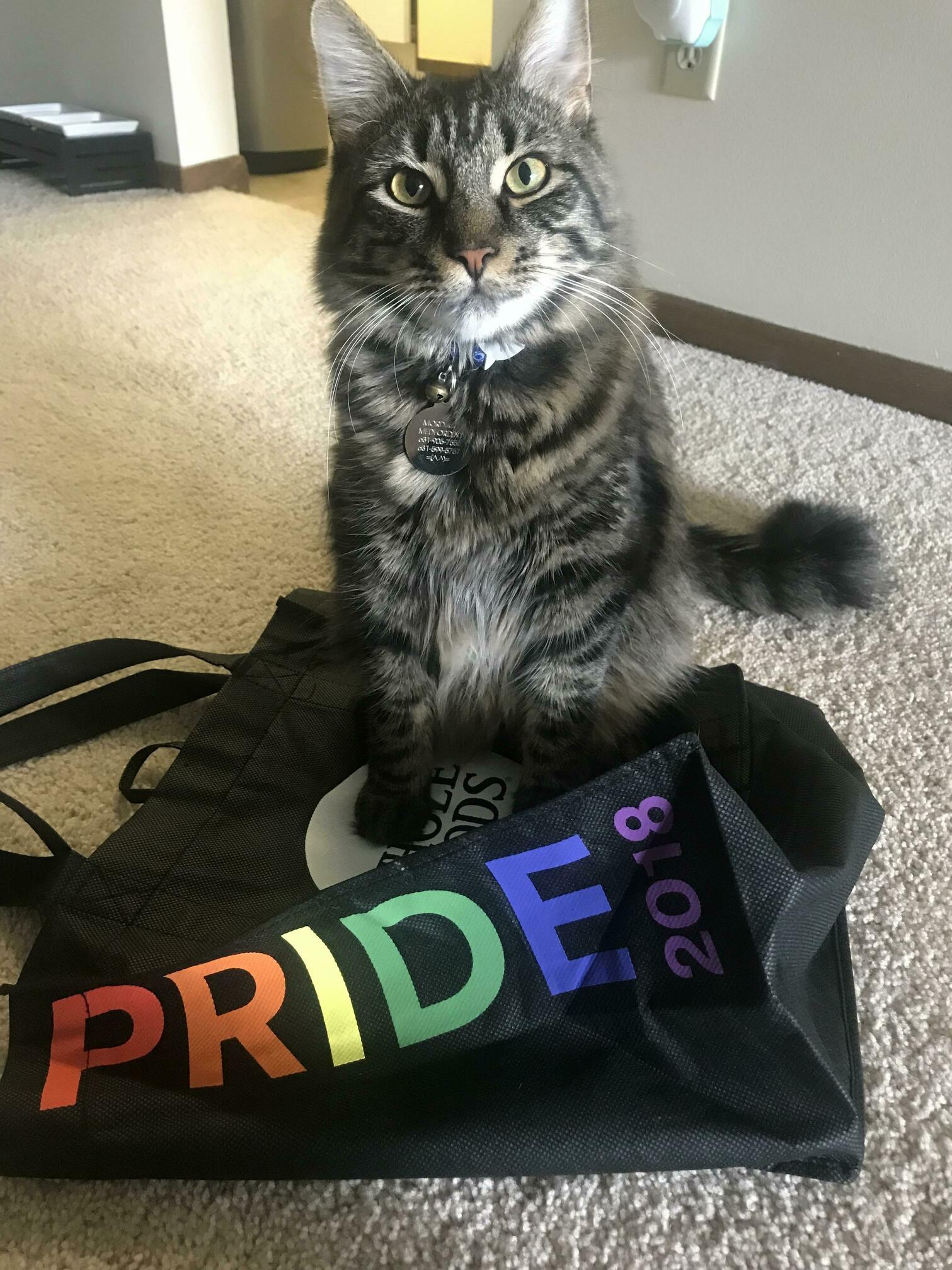 Pride month may be over but mordecai still celebrates!
