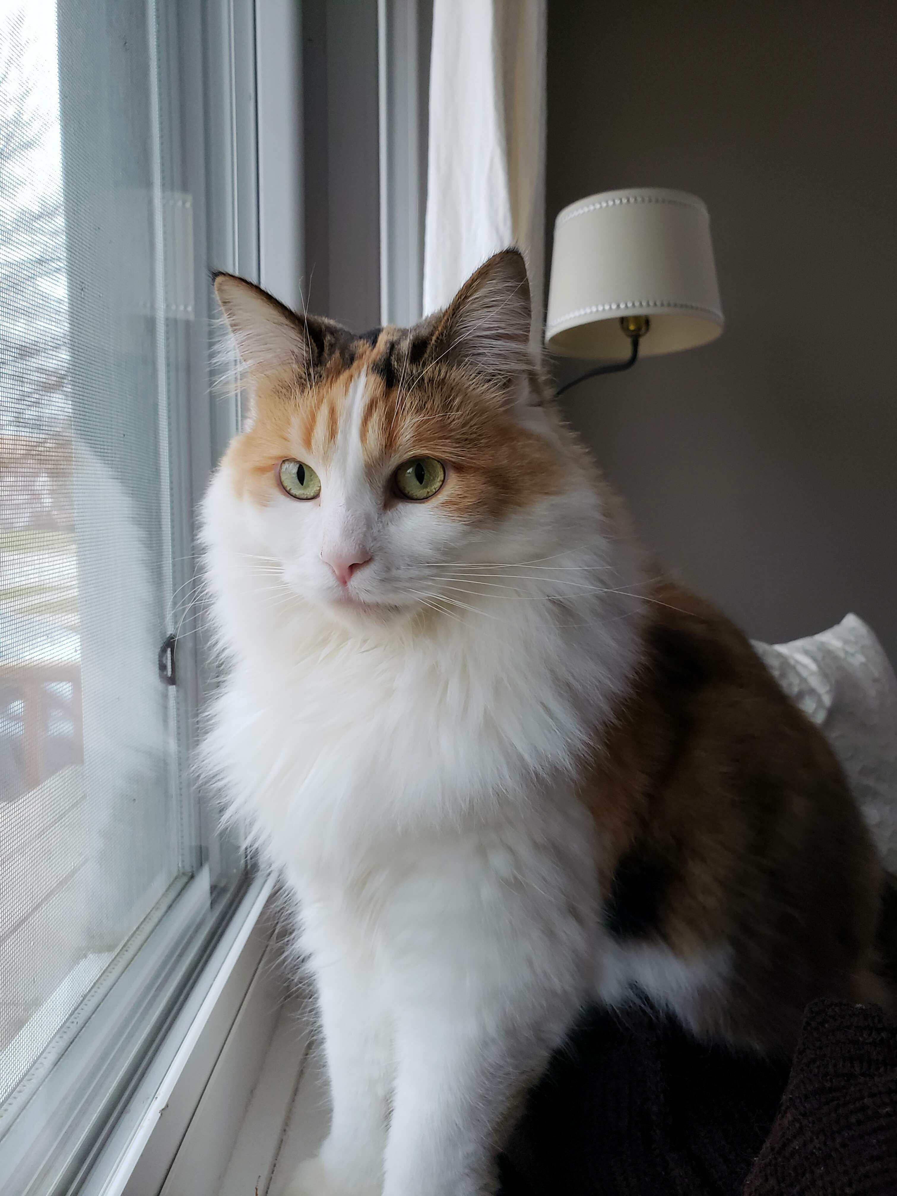 Queen Cute cats HQ Pictures of cute cats and kittens Free pictures