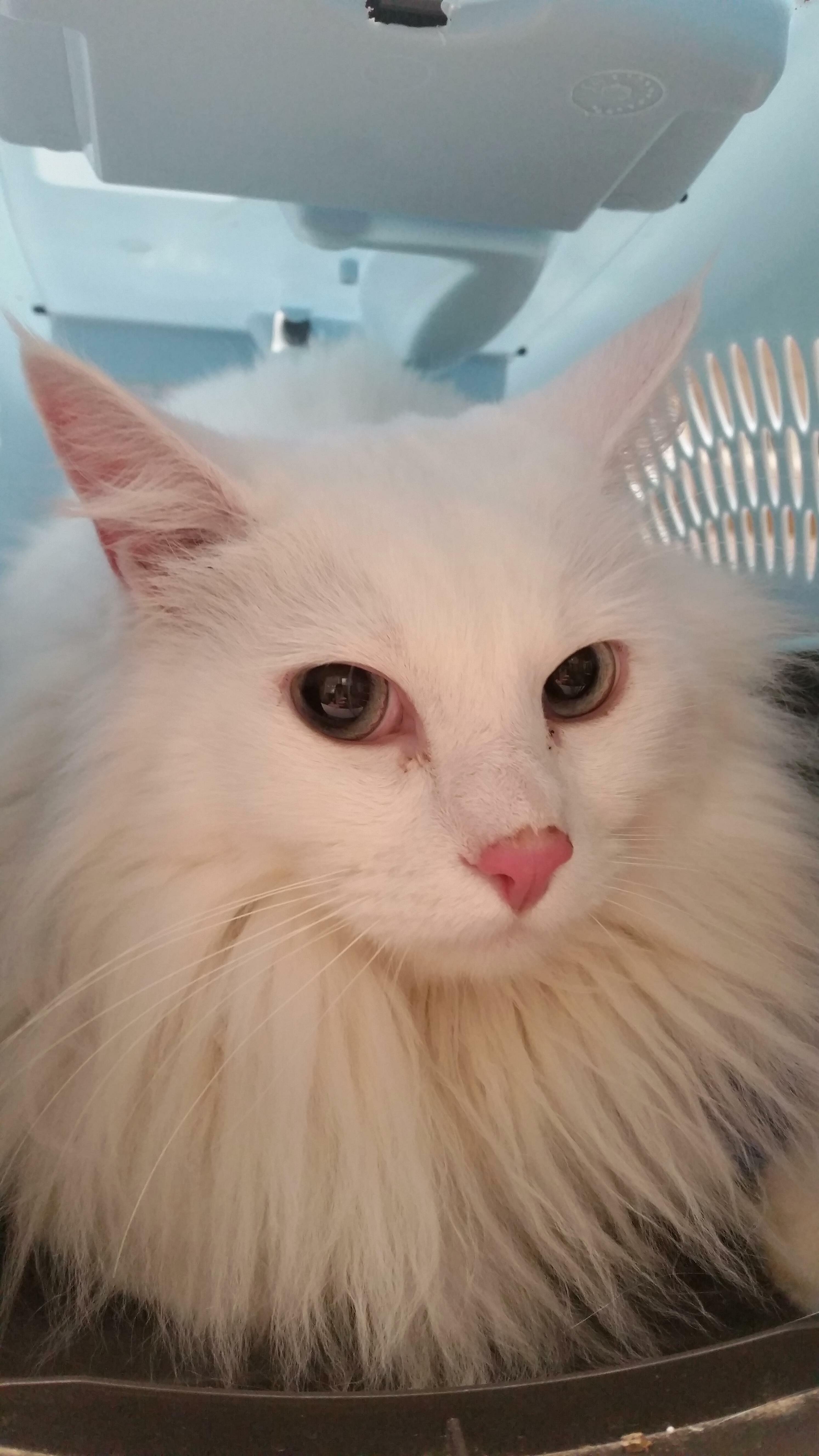 Say hi to reddit, kitten (rag doll). hes back at the vet for a follow up