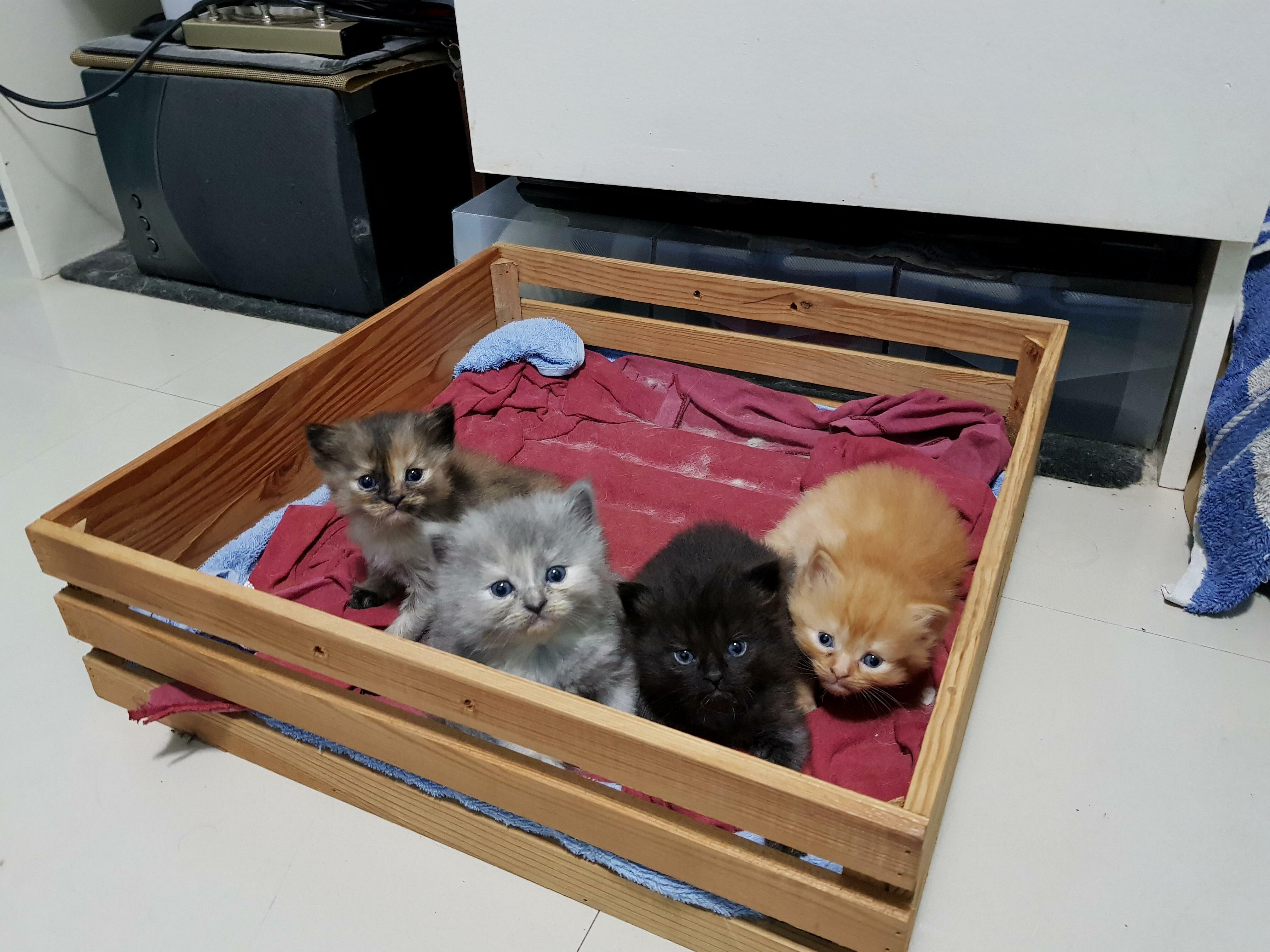 Taken when they were 3 weeks old. adorable kittens! @ @