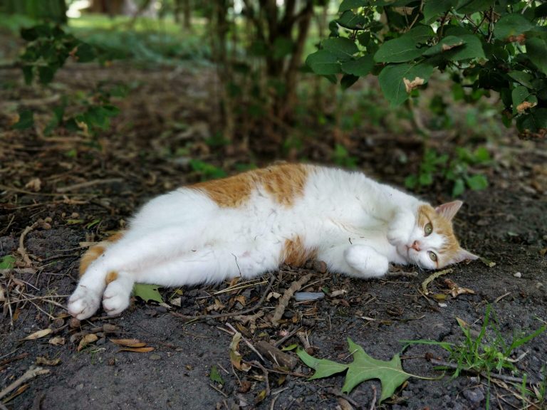 Shes A Tree Dweller Cute cats HQ Pictures of cute cats and kittens