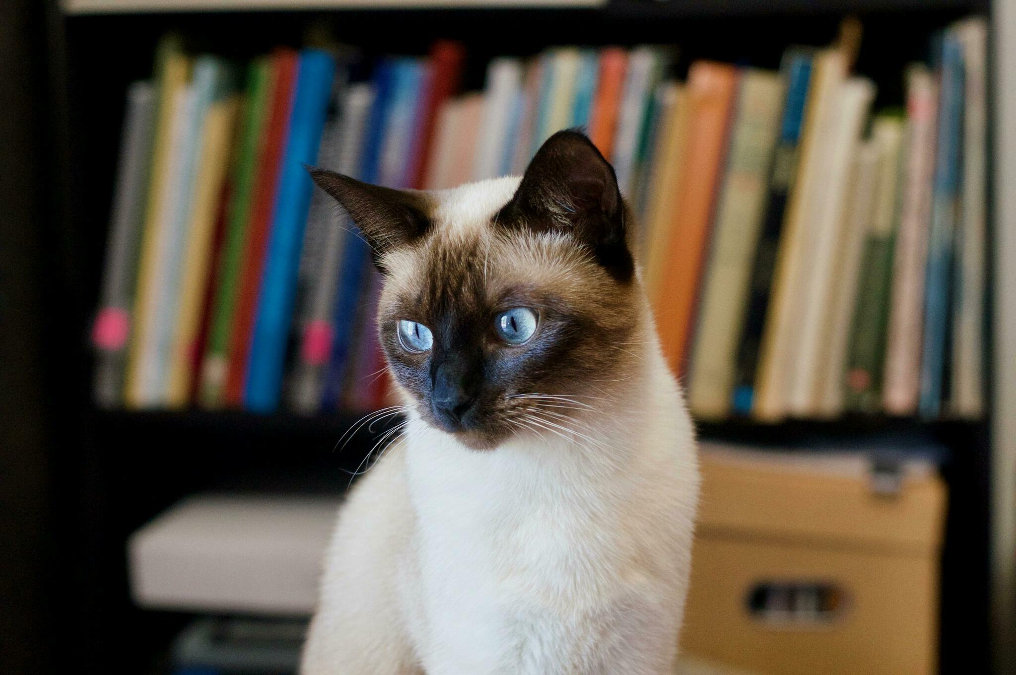 This is aria, my two year old siamese kitty