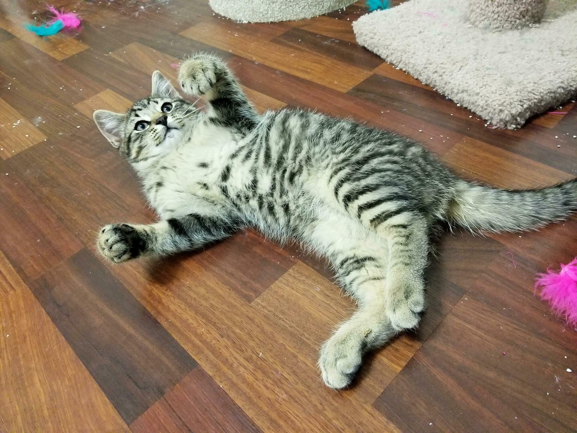 This little guy wiped his shitty ass all over the floor and on a blanket today, but look at that kissable belly!