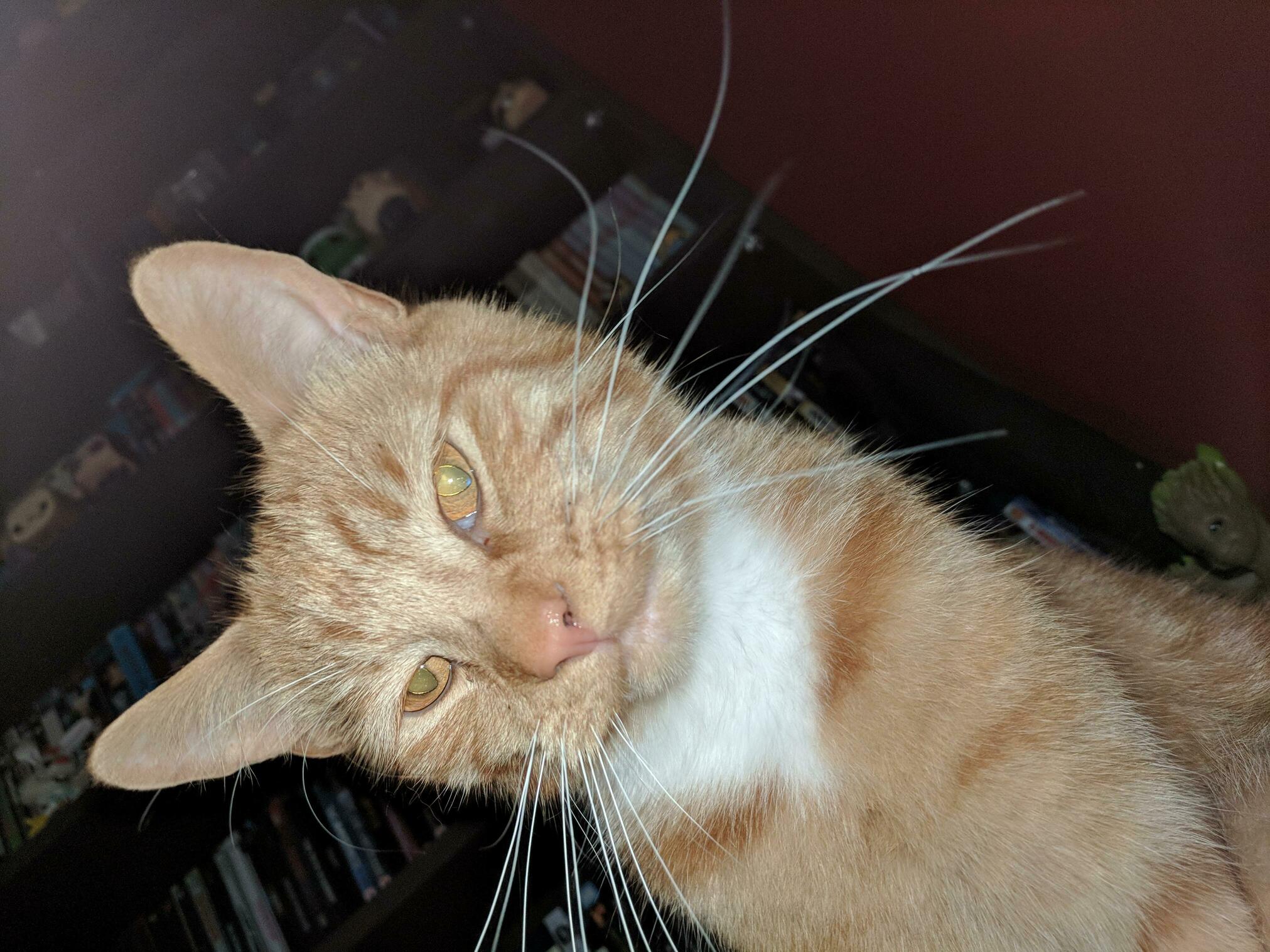 Wake up to this purring on my nightstand every morning.