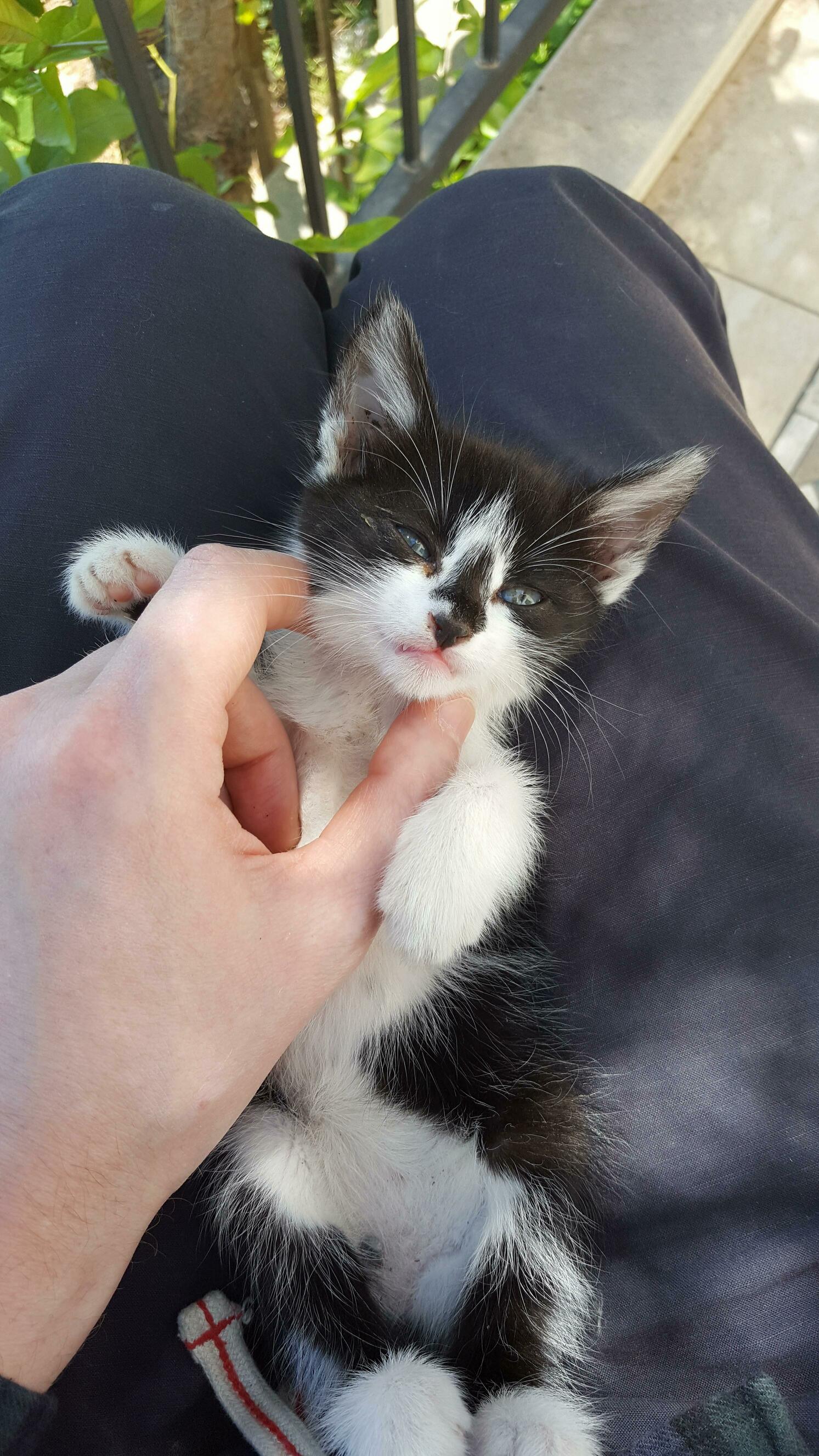 We found this abandoned kitten during our vacation. a neighbour promised to take care of her. hope shes fine