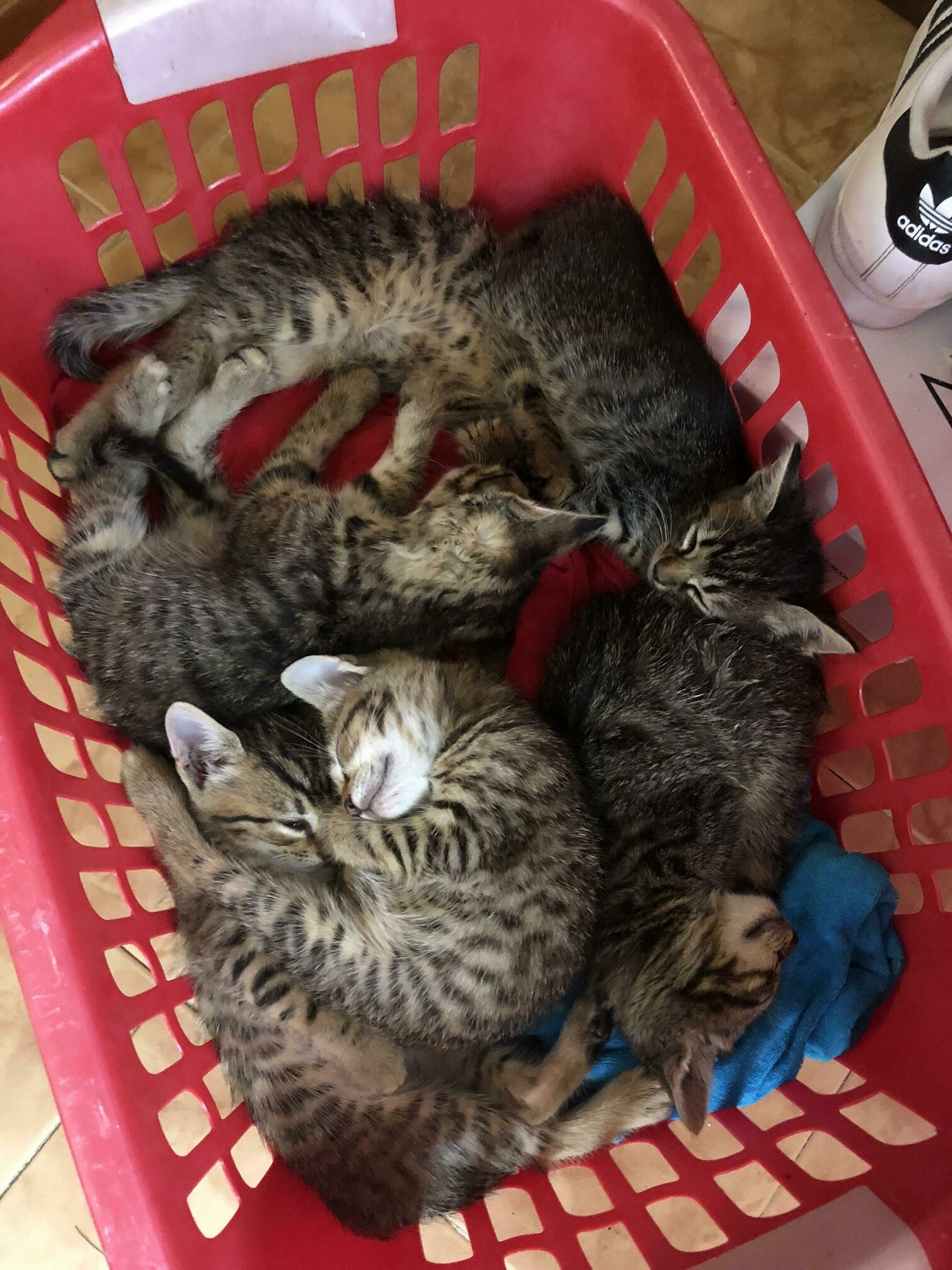 Whats better than sleeping in the laundry basket