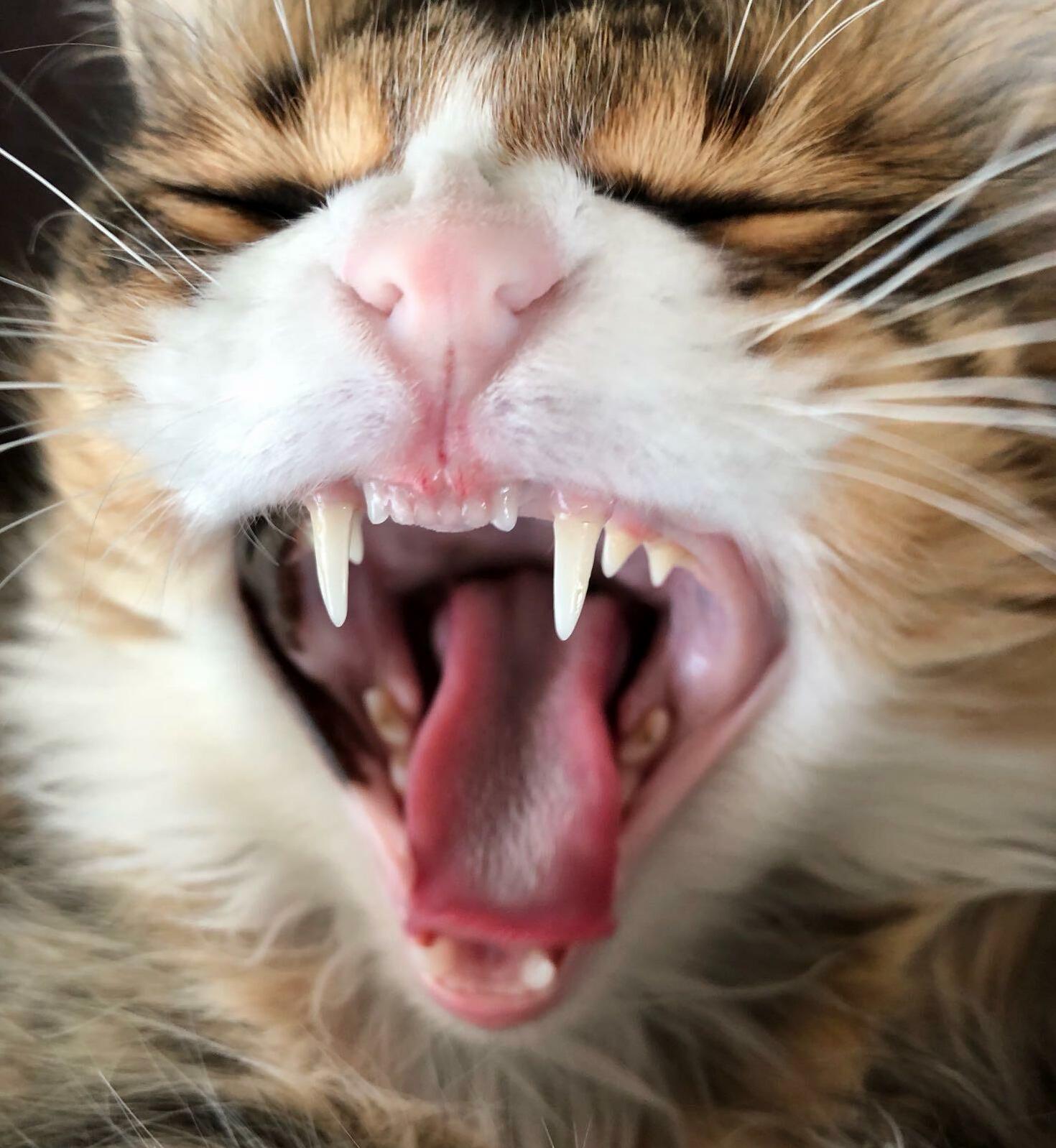 Close up yawn