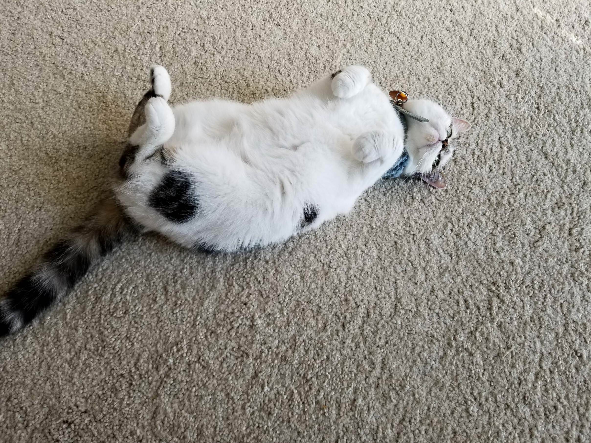 Curie has a heart on her butt that you can only see when shes feeling frisky and rolling around on her back.