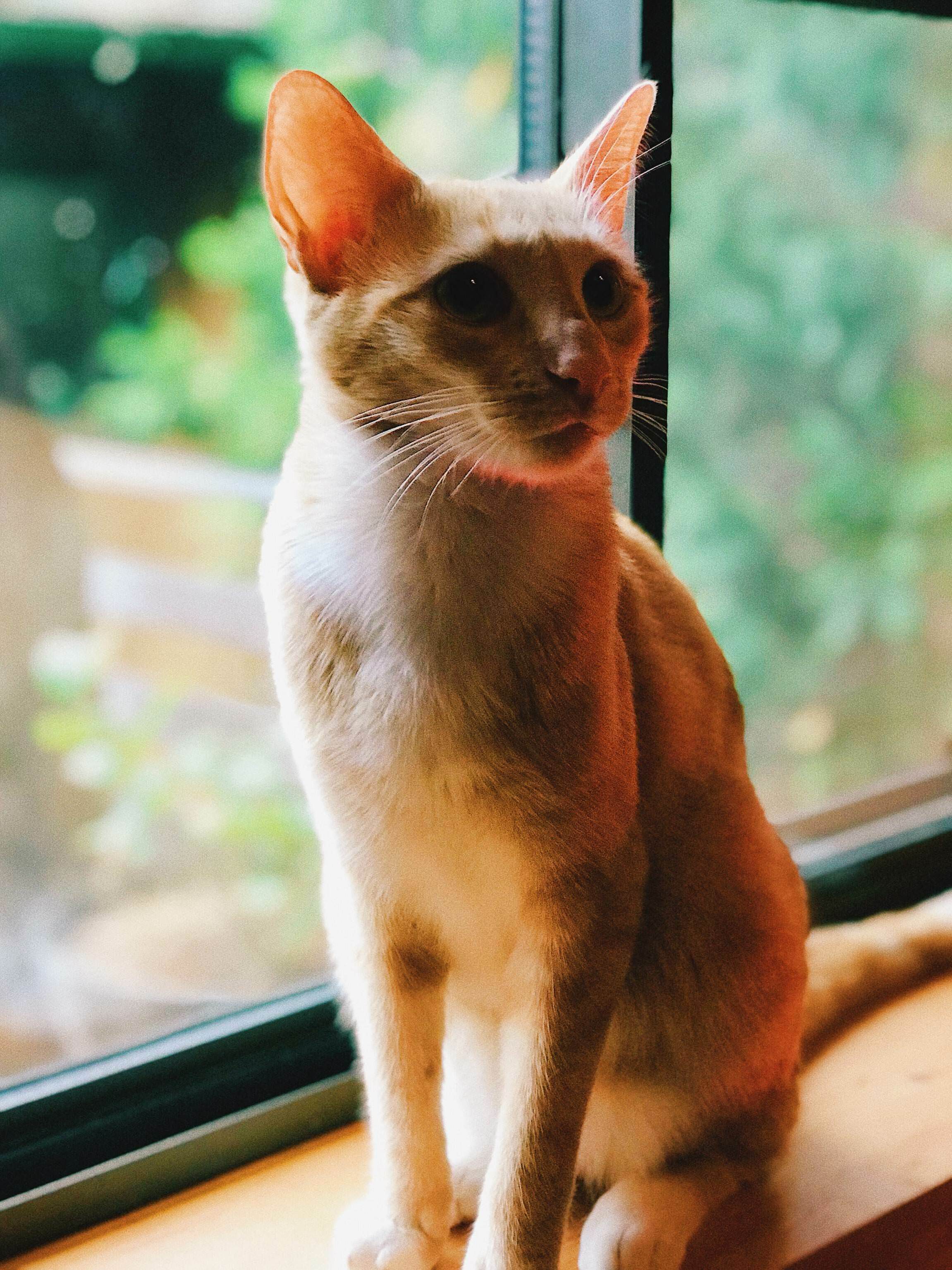 First time cat owner! meet bucky, 1 year old rescue from a shelter – adopted him over a month ago and hes been so cool and majestic!