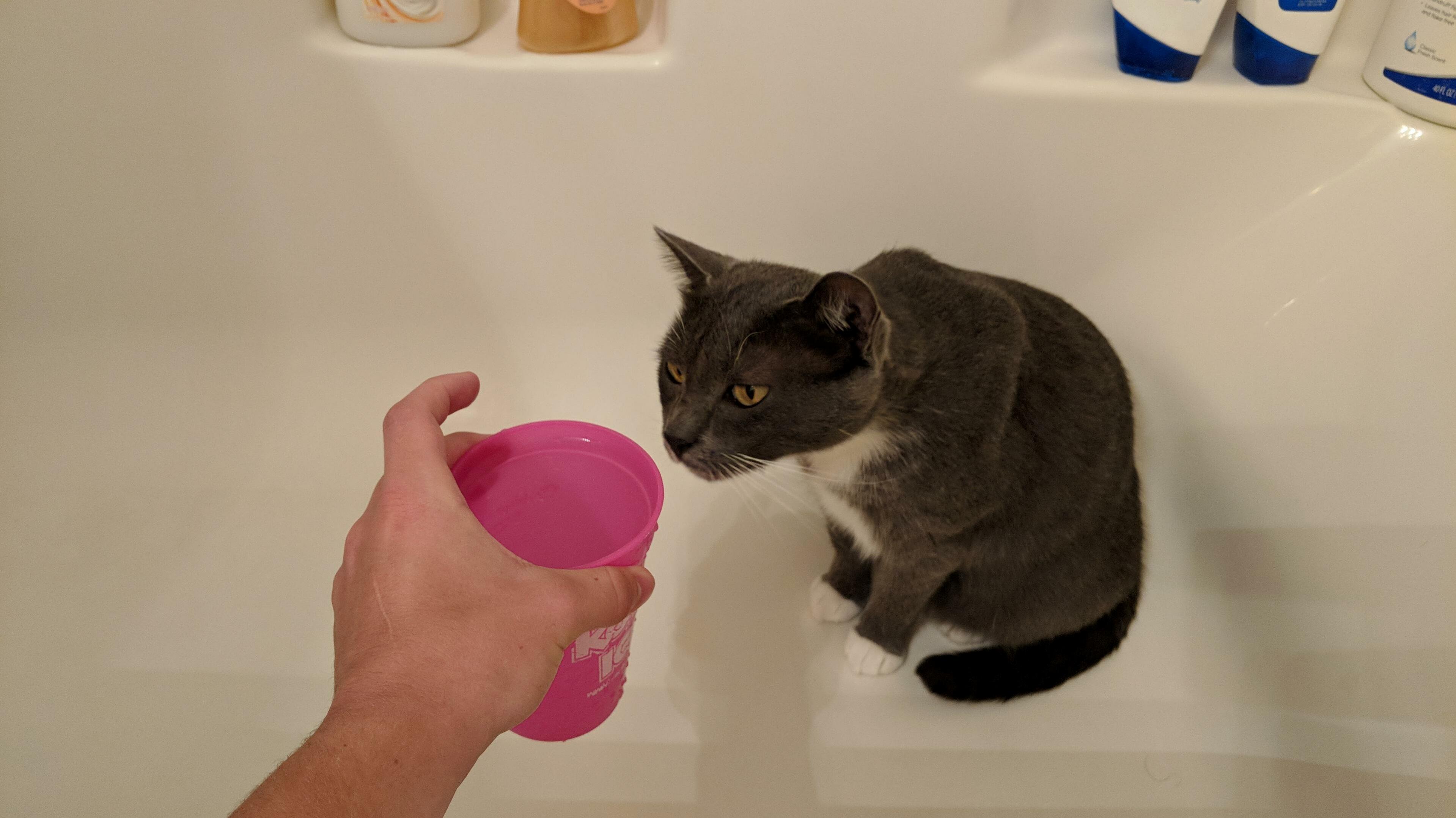 My cat found a cup of water in the bathtub once. now she demands in on the daily.