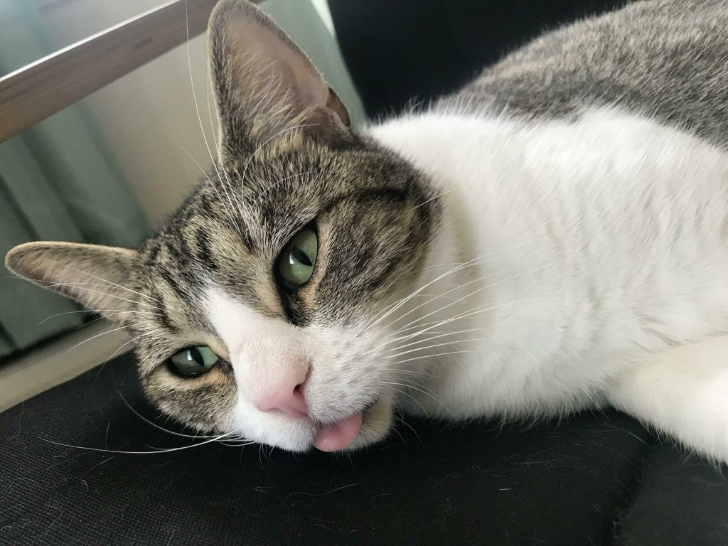 He Aint About To Let That Ceiling Fan Try Nothin . Cute cats HQ