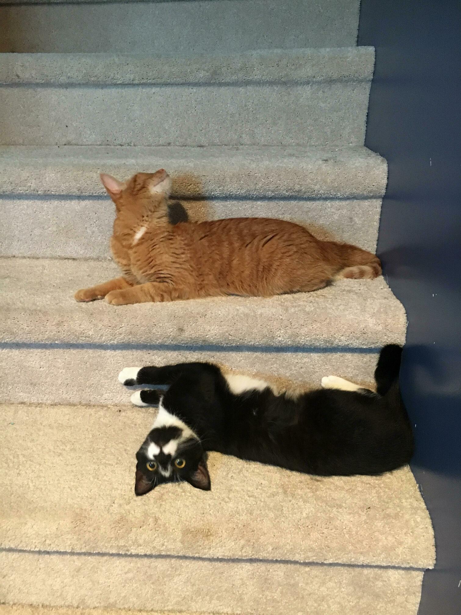Ruby and gordy chilling on the stairs