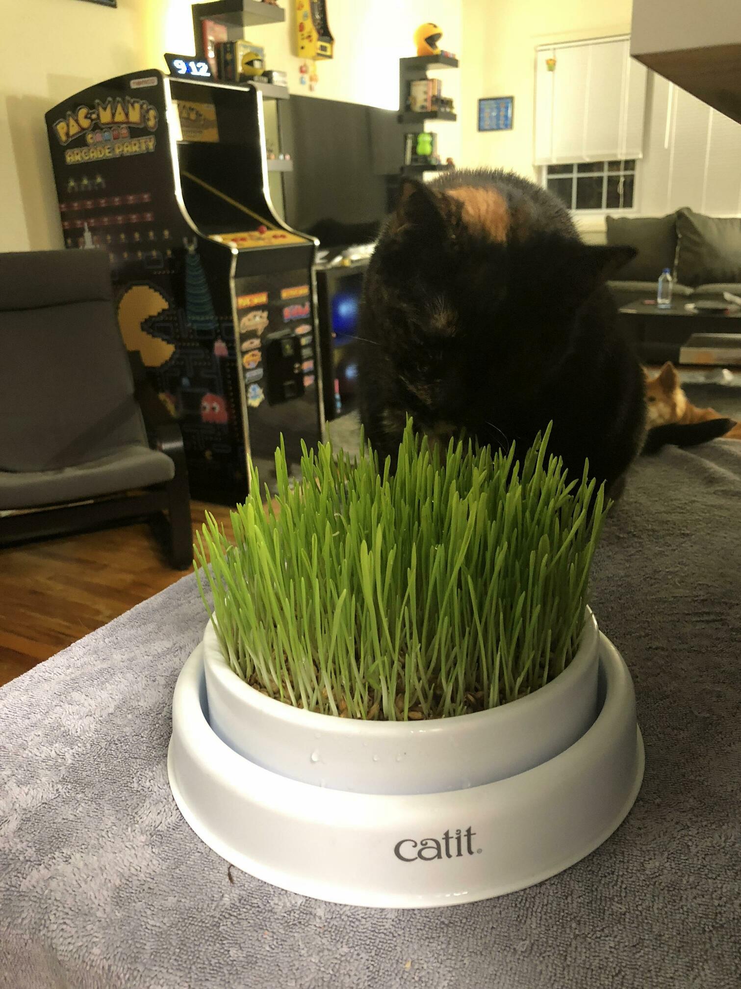 Spent a week and a half nurturing cultivating this grass for my little girl and now that she is chomping down on it i feel terrible for the grass!